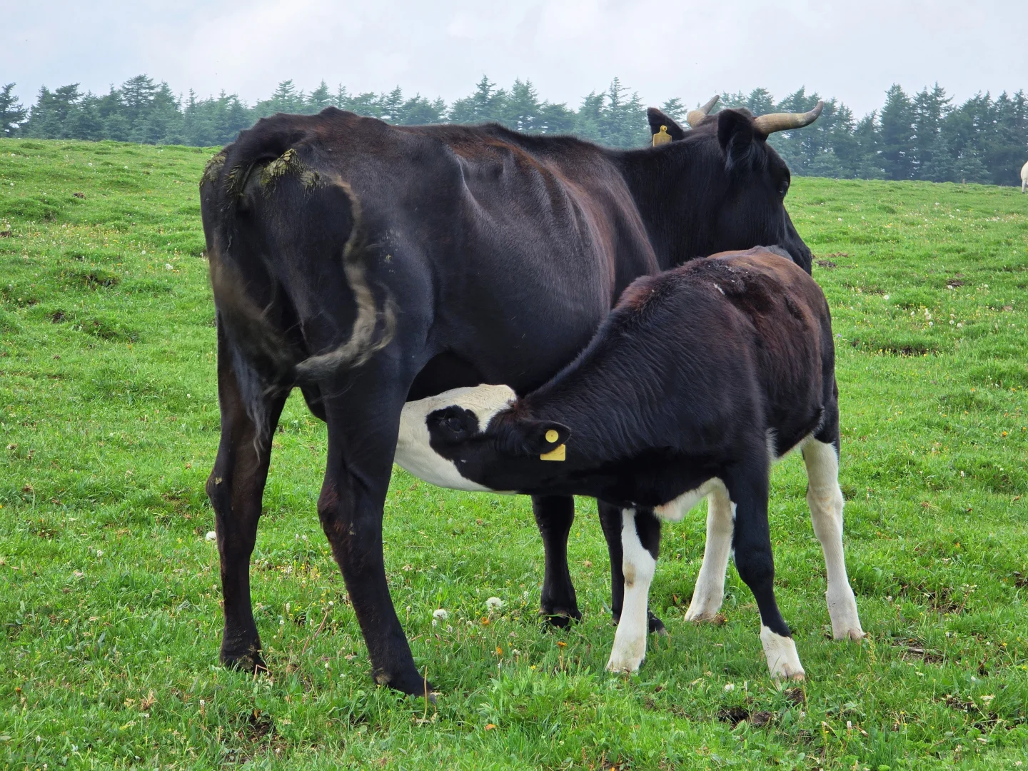 忍不住又来了一次！