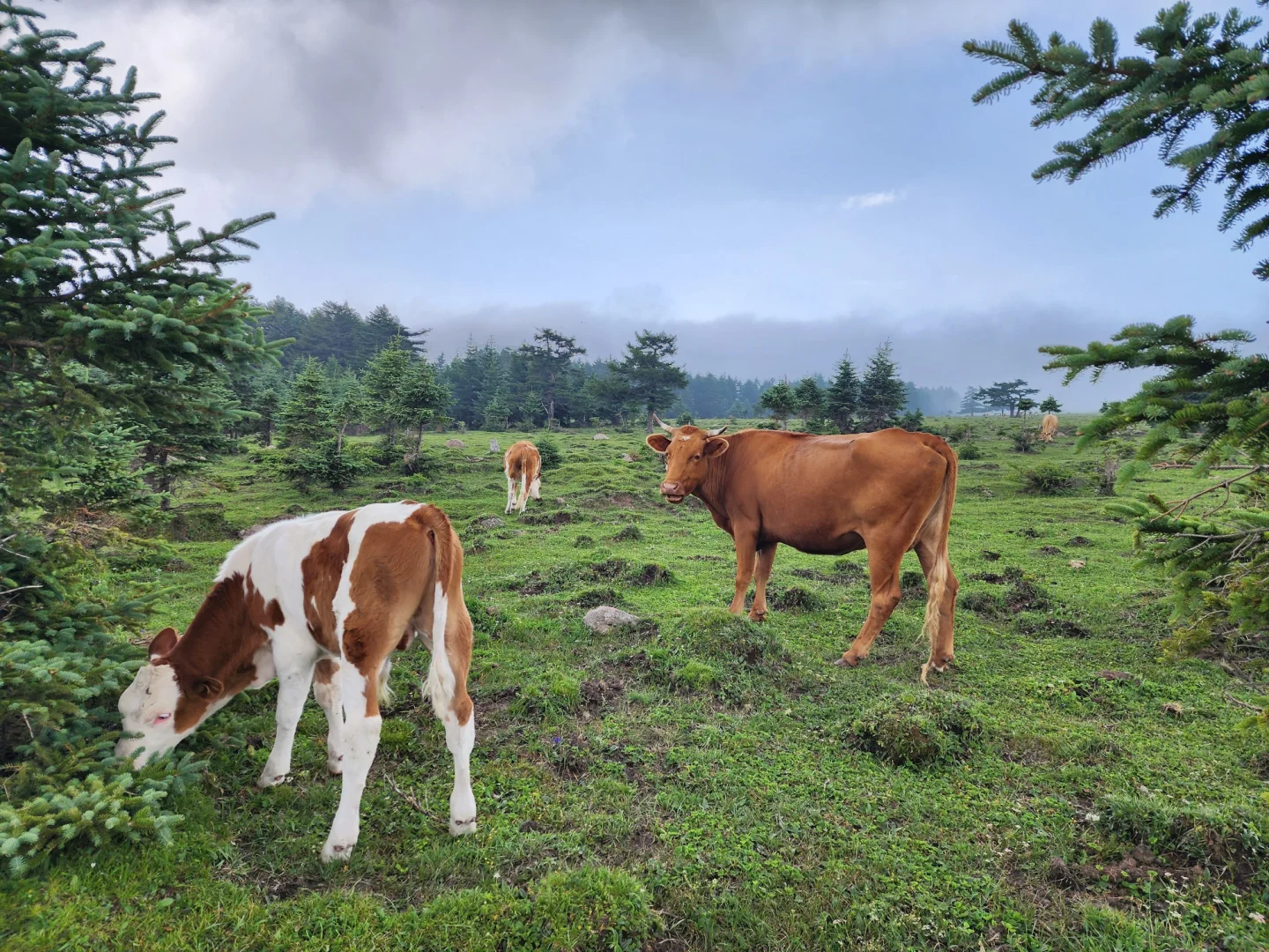 忍不住又来了一次！