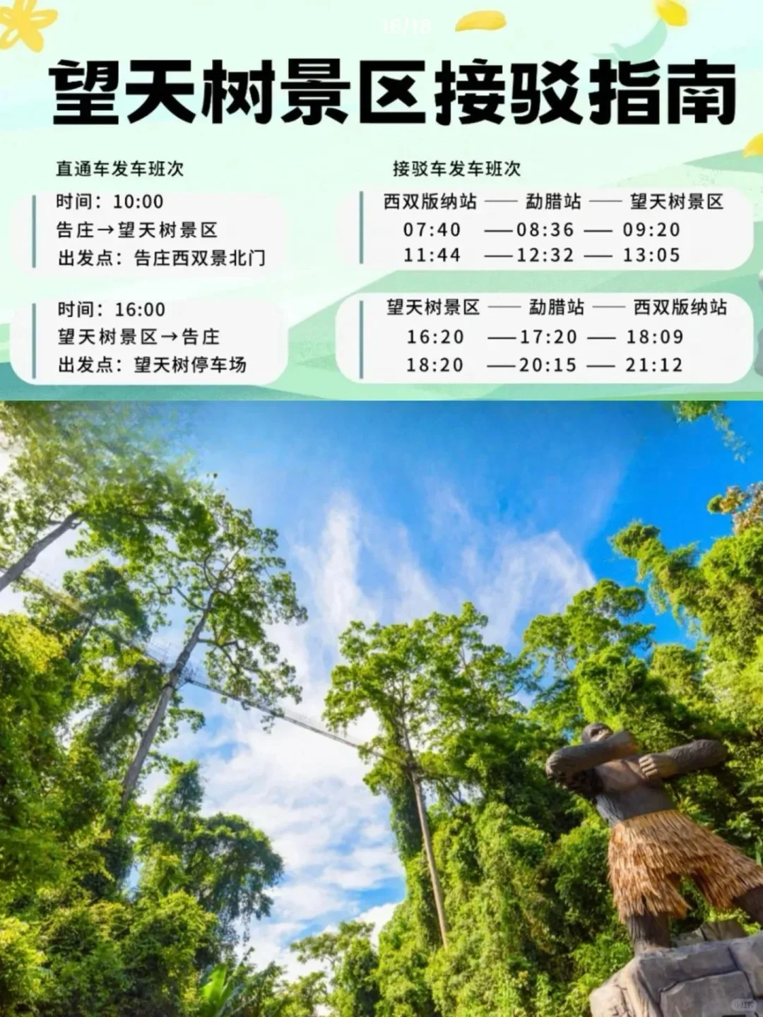 西双版纳望天树自由行｜纯玩一日游 低价速来