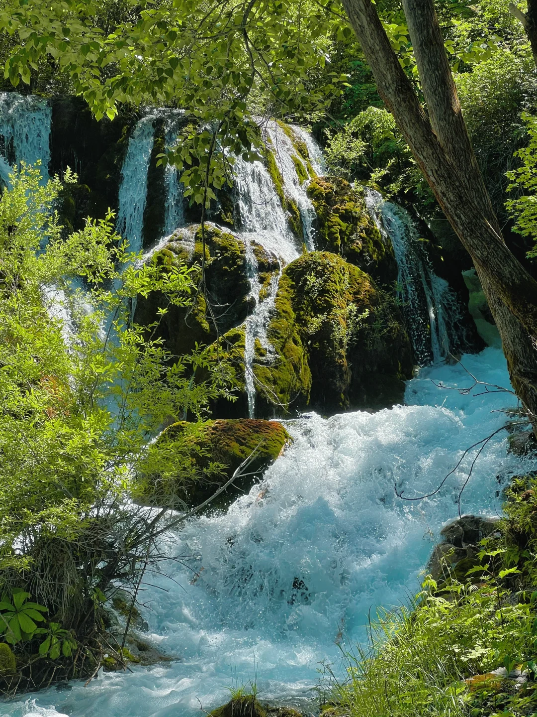 九寨沟一日游‼️精华景点亲测不走回头路