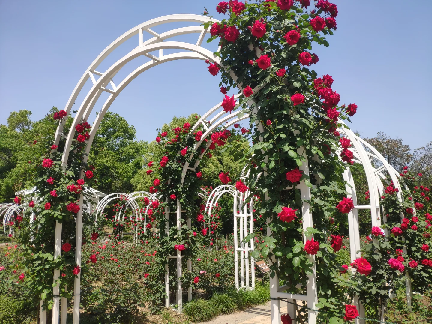 东湖落雁景区 密林仙境 天然氧吧