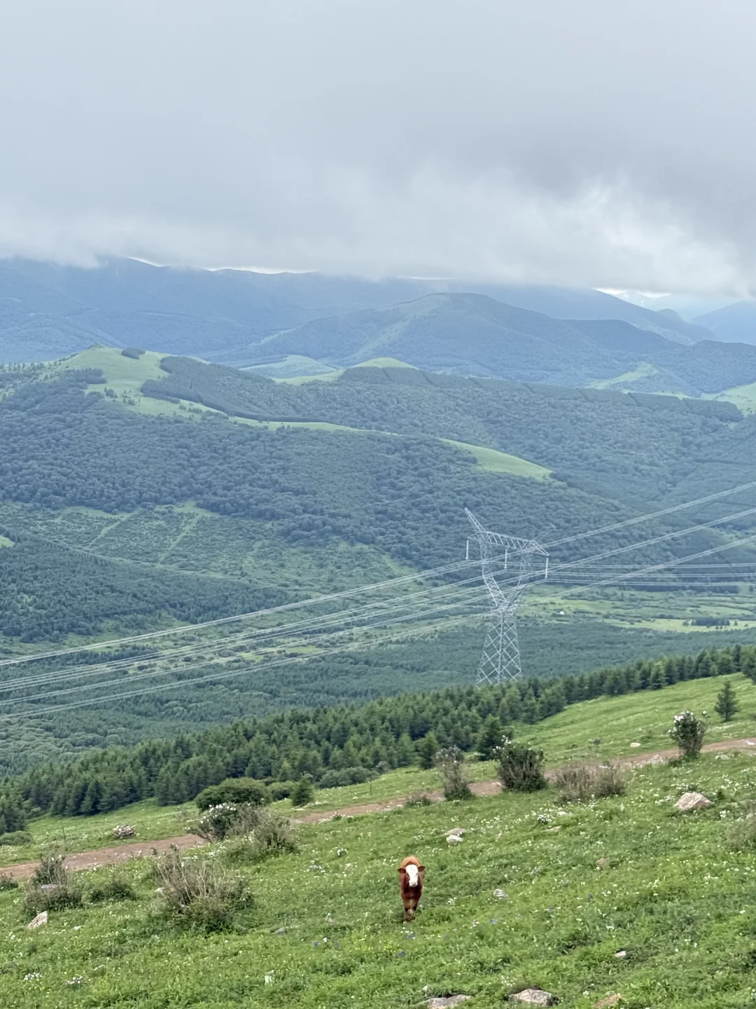 小友自然大会 | 周末到承德草原遛娃避暑咯