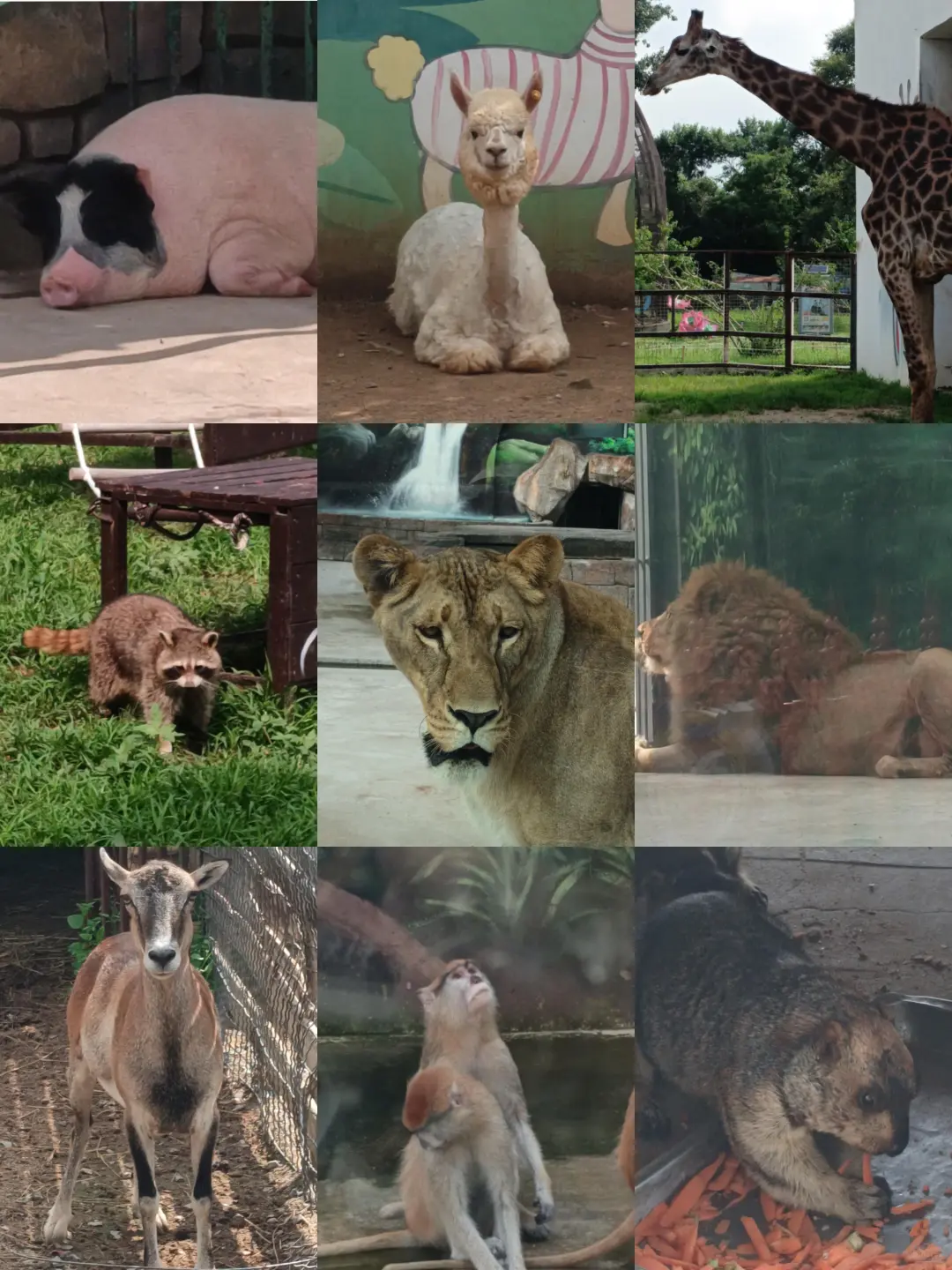 鞍山打卡♡一日游（不爬千山版）