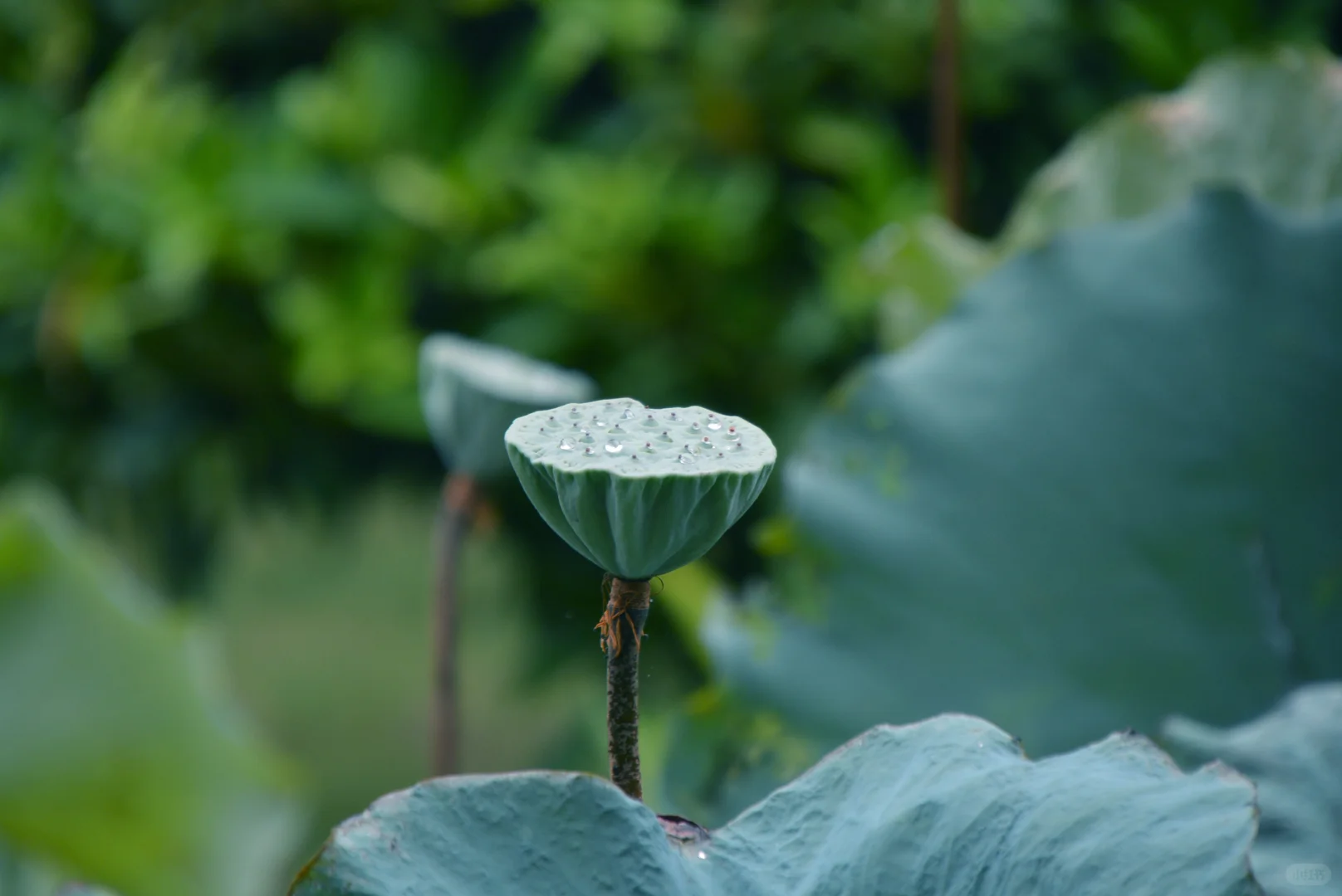 走在细雨南科里