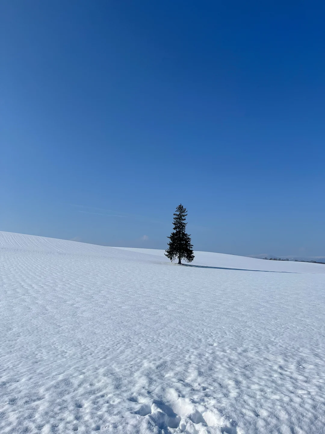 记忆带我来到了美瑛“孤独的树”🌲
