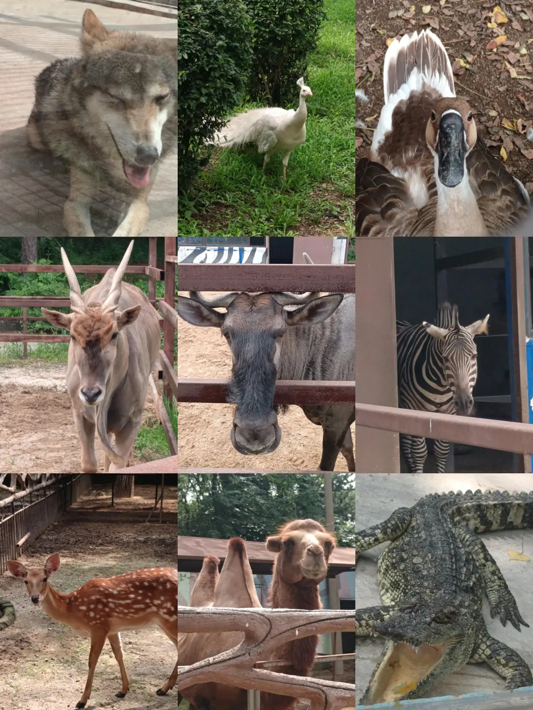 鞍山打卡♡一日游（不爬千山版）