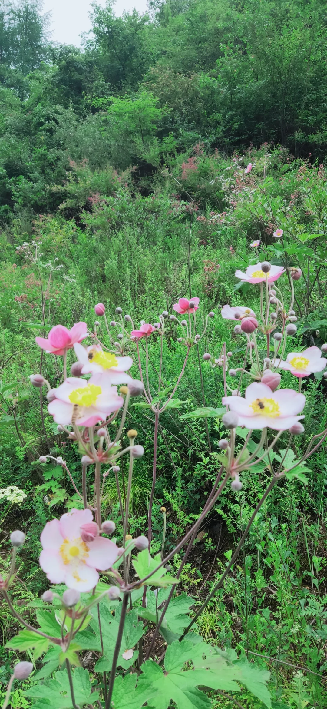 📝陇南四日游-官鹅沟保姆级攻略｜两天