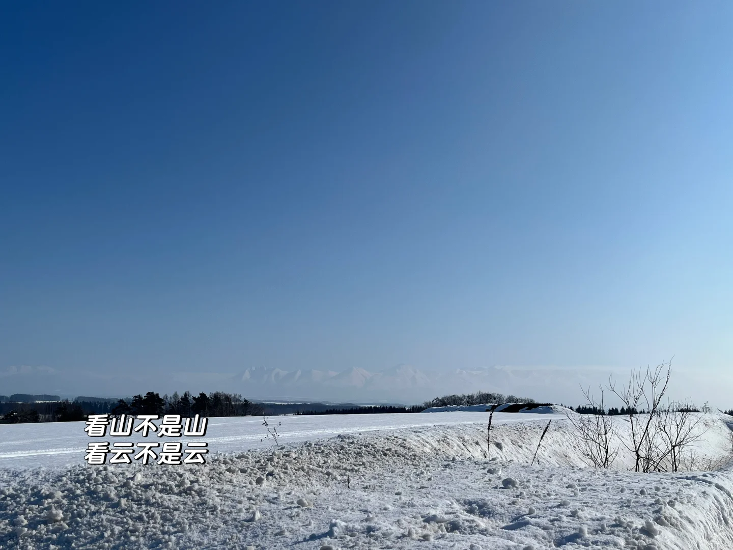 记忆带我来到了美瑛“孤独的树”🌲