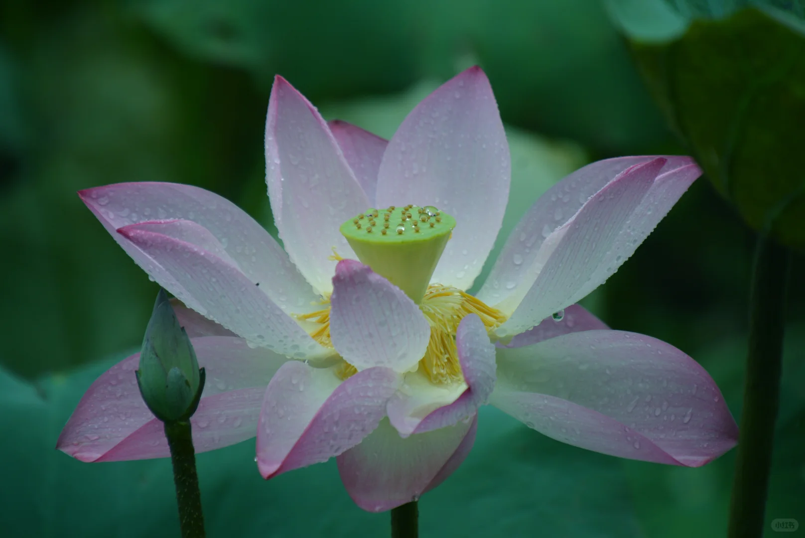 走在细雨南科里