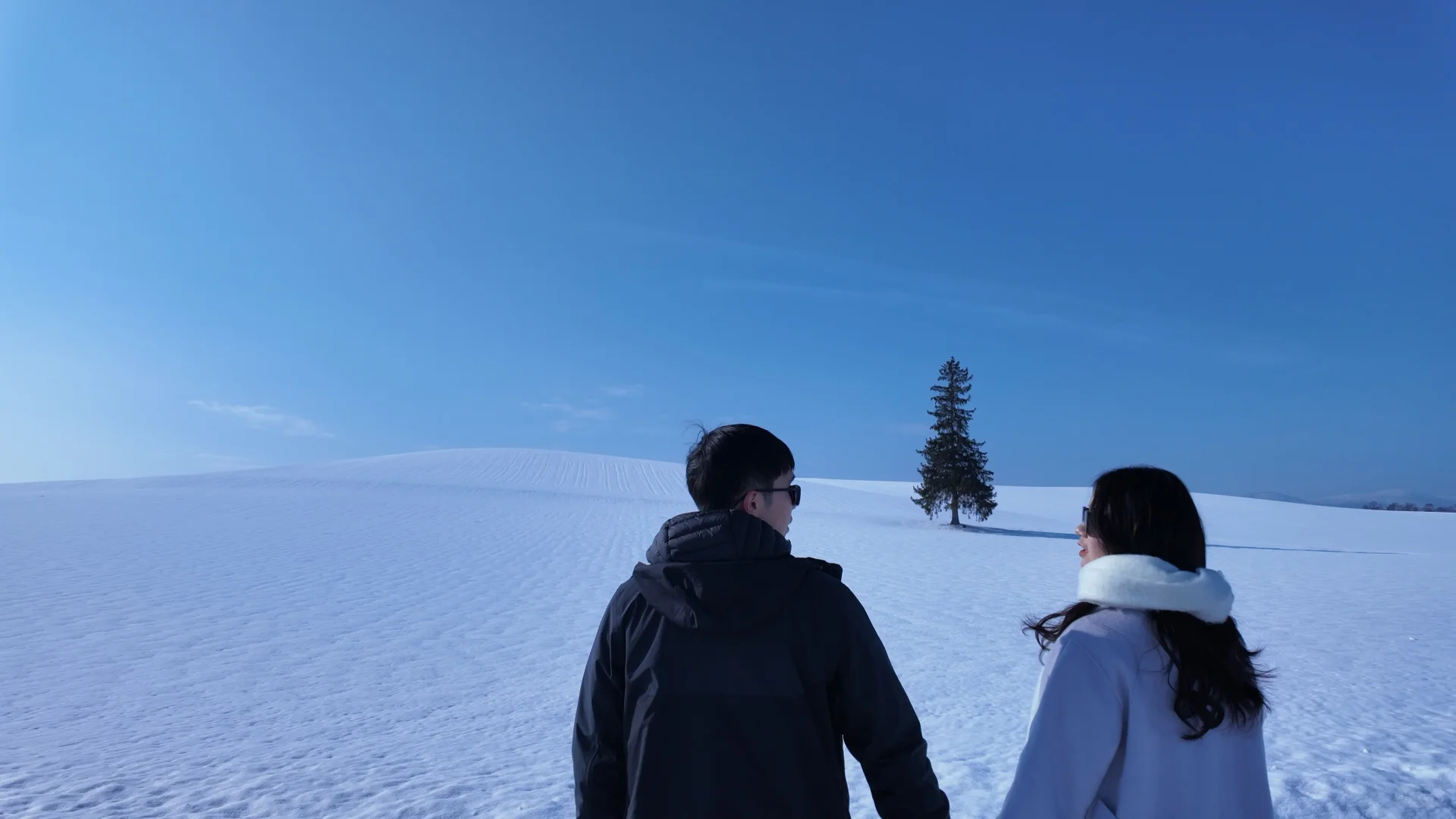 记忆带我来到了美瑛“孤独的树”🌲