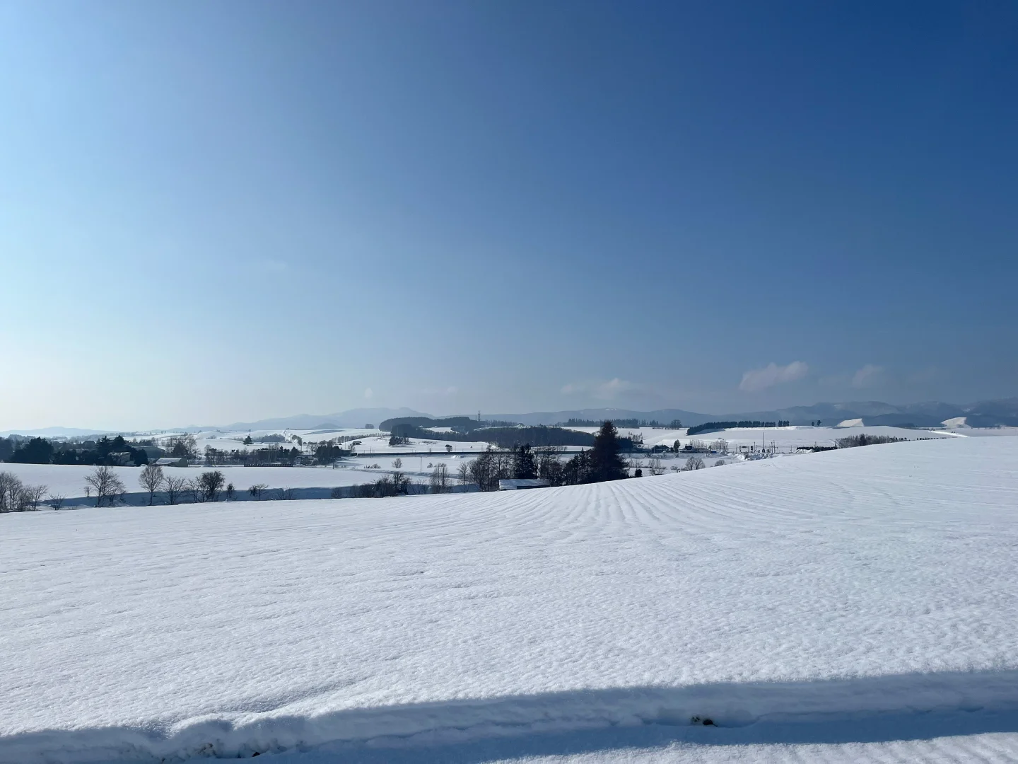 记忆带我来到了美瑛“孤独的树”🌲