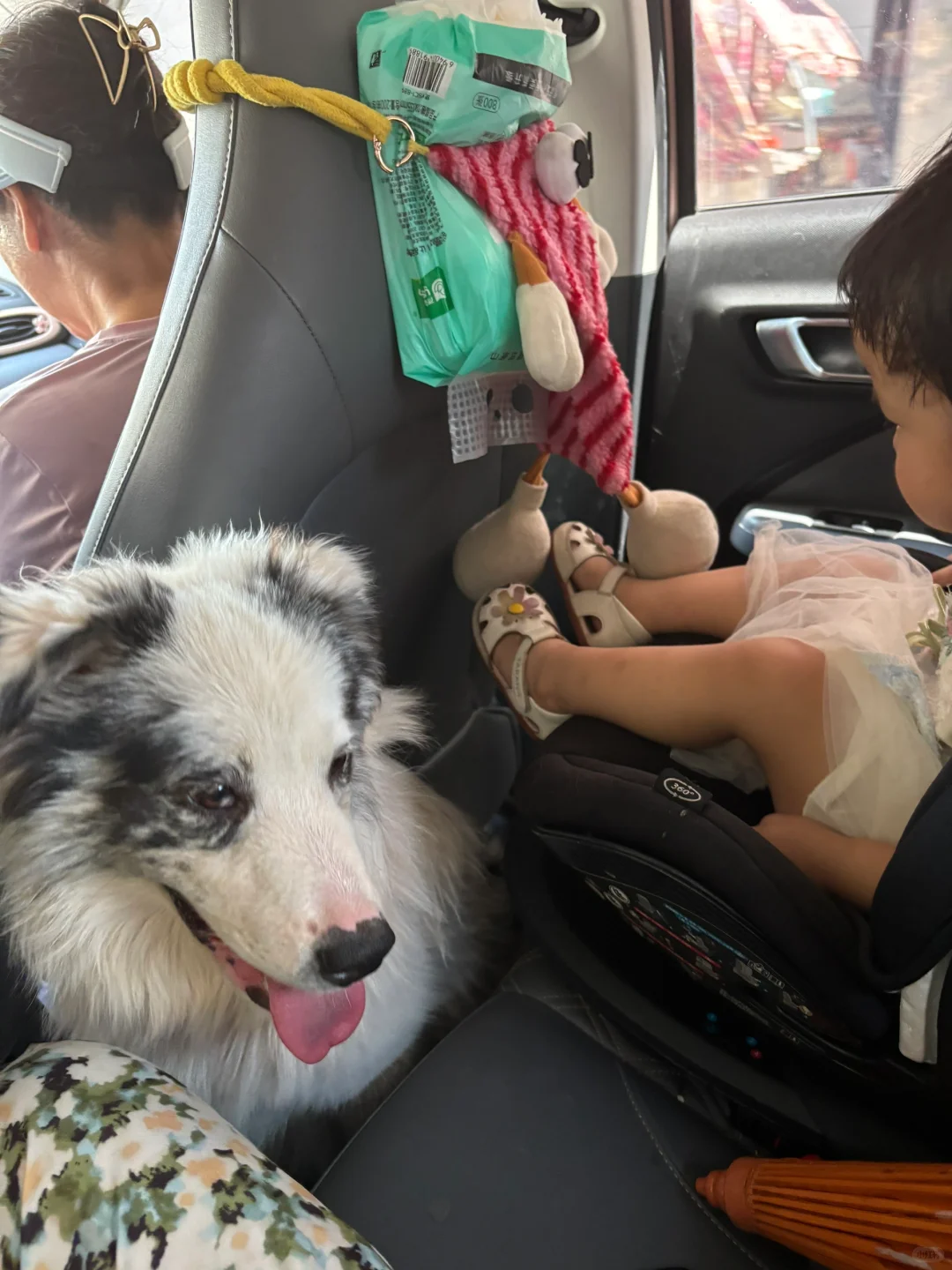 开车带娃和狗狗去玩水