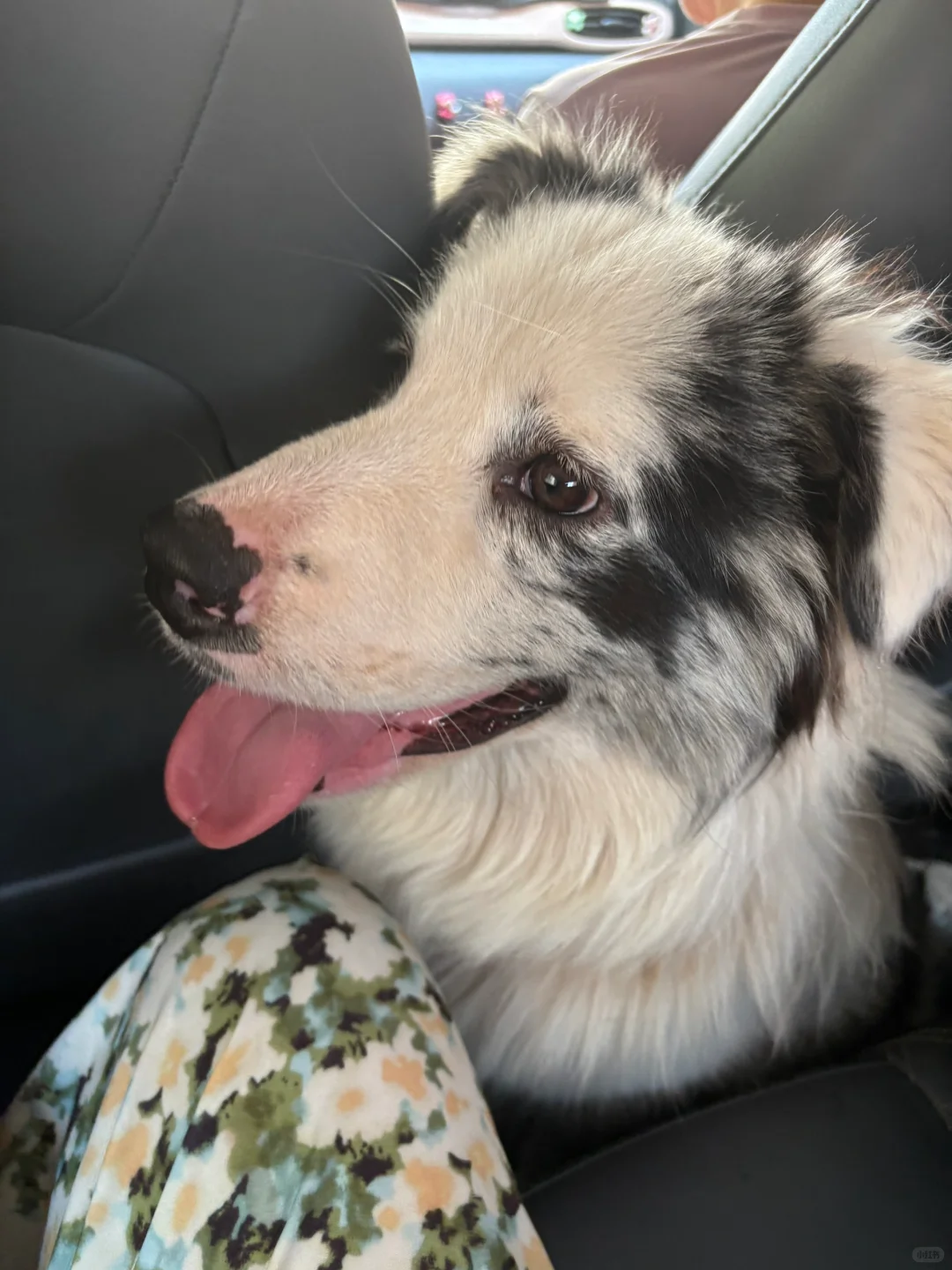 开车带娃和狗狗去玩水