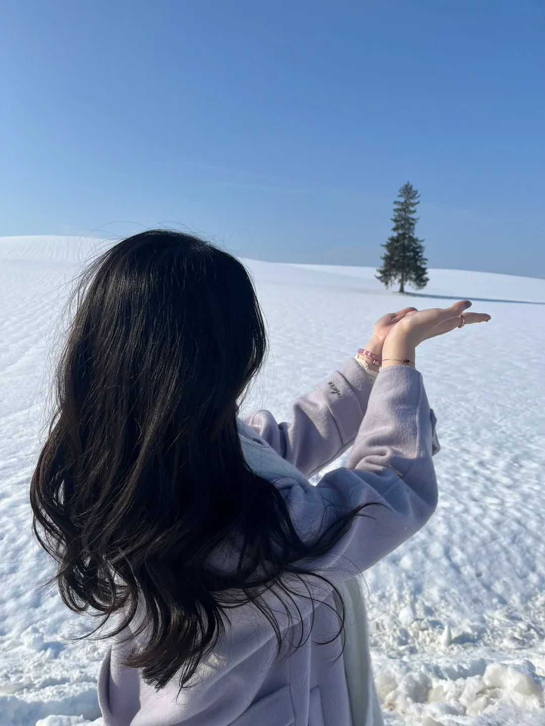 记忆带我来到了美瑛“孤独的树”🌲