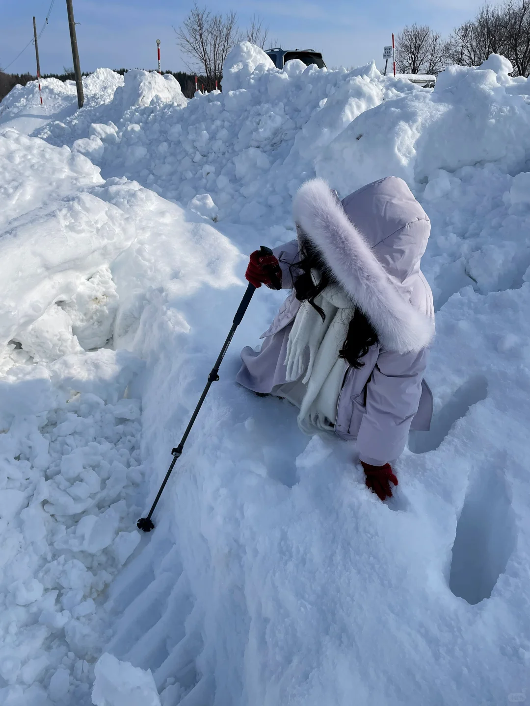 记忆带我来到了美瑛“孤独的树”🌲