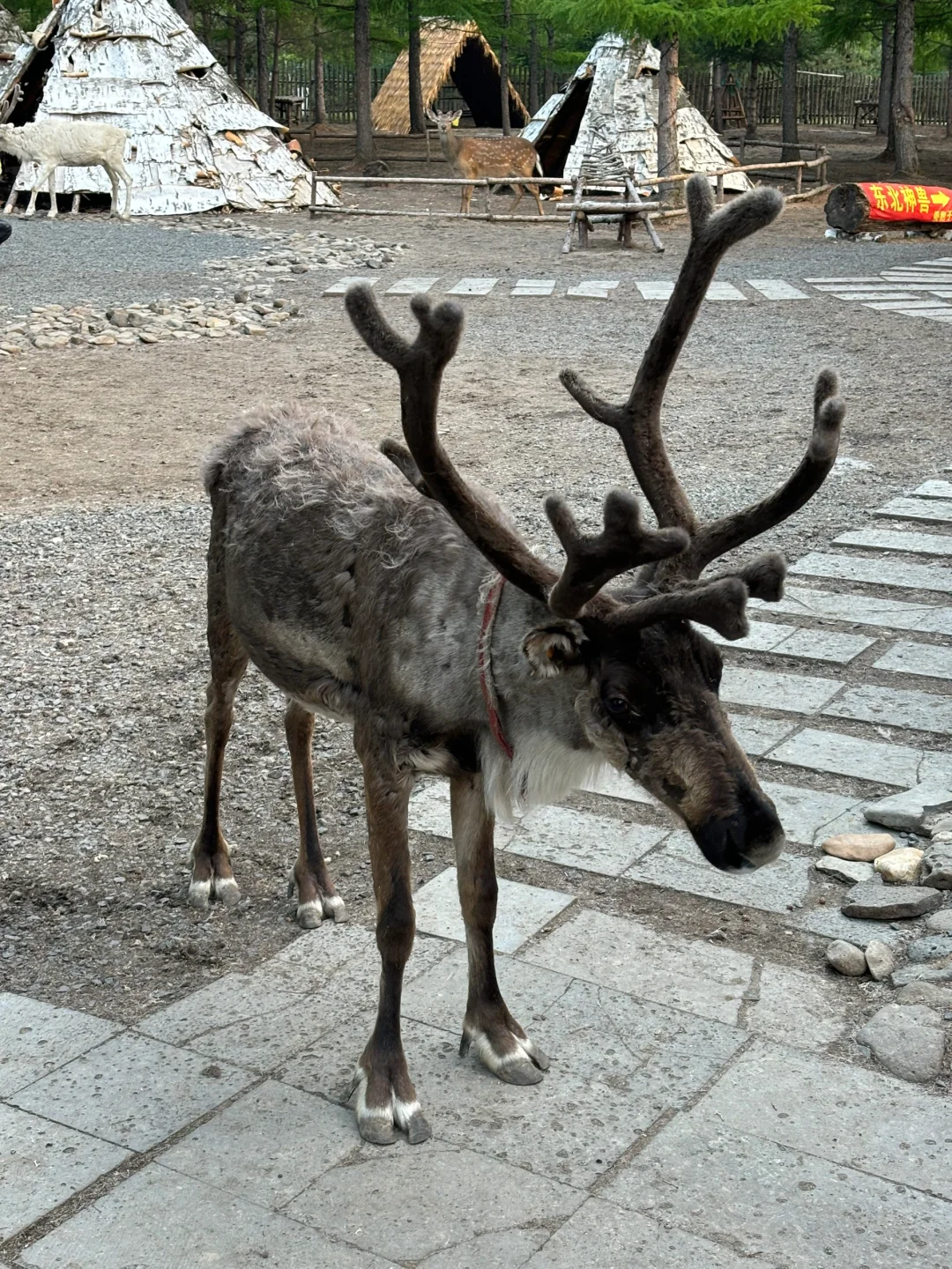 长白山北坡景区二道白河8月自由行旅游攻略