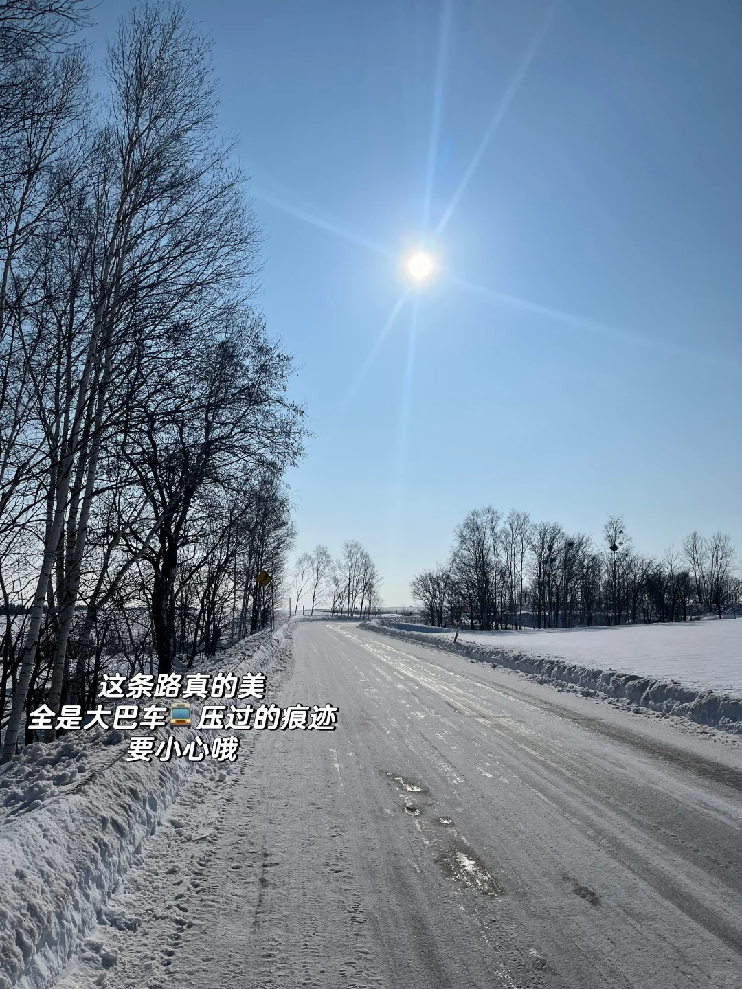 记忆带我来到了美瑛“孤独的树”🌲