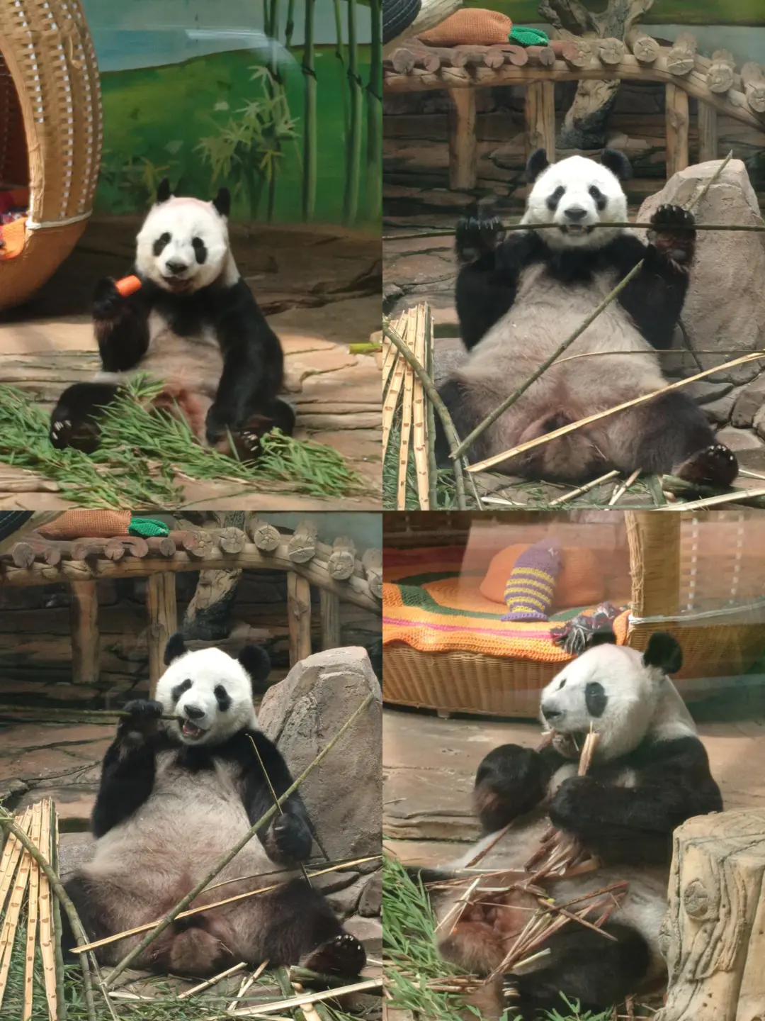 鞍山打卡♡一日游（不爬千山版）