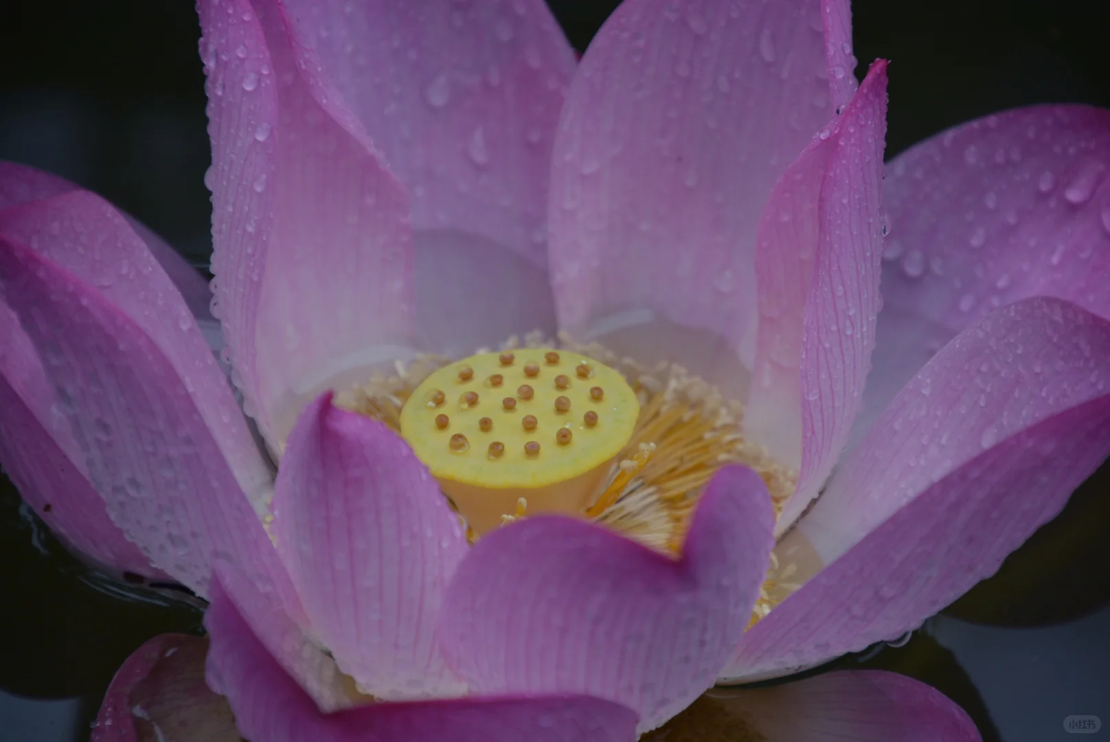走在细雨南科里