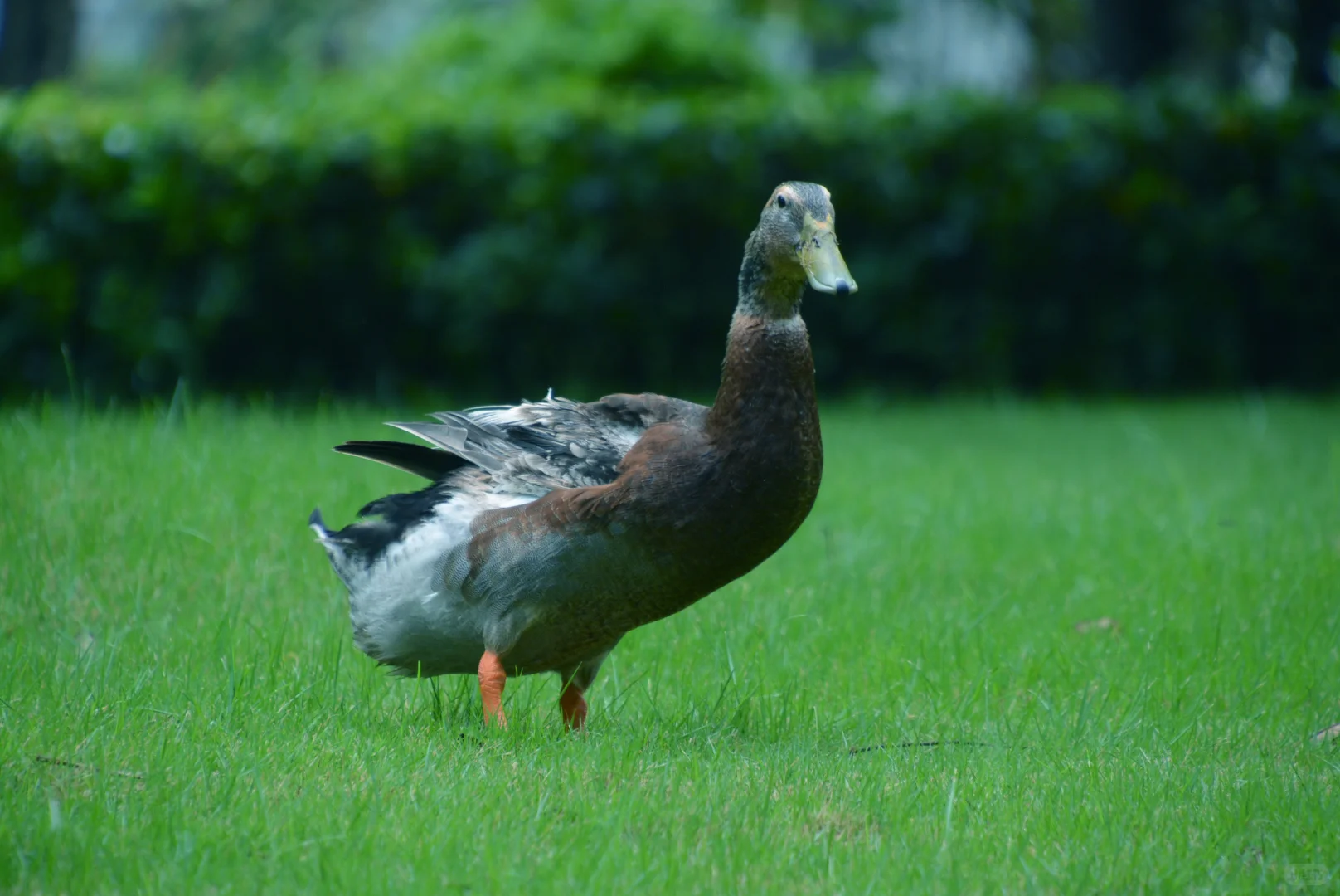 走在细雨南科里
