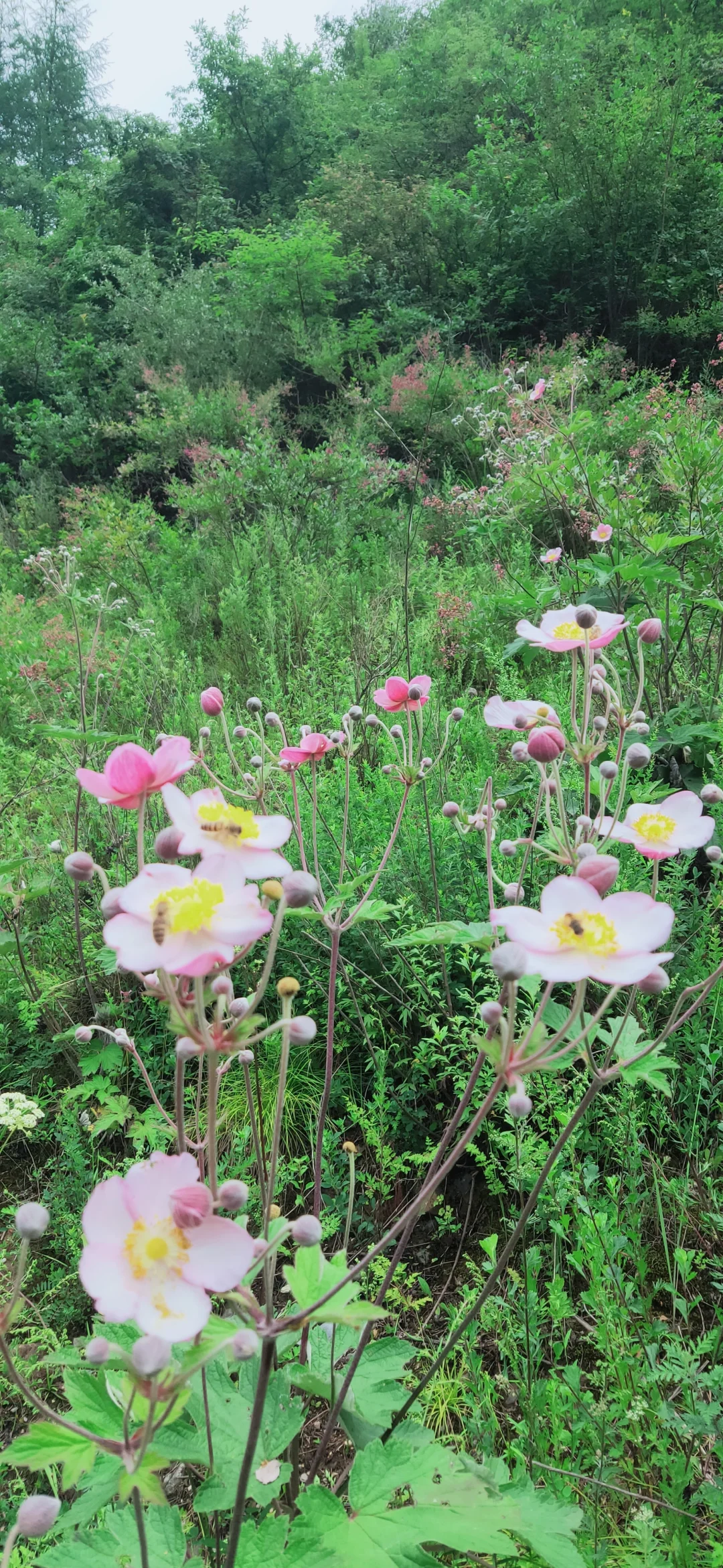 📝陇南四日游-官鹅沟保姆级攻略｜两天