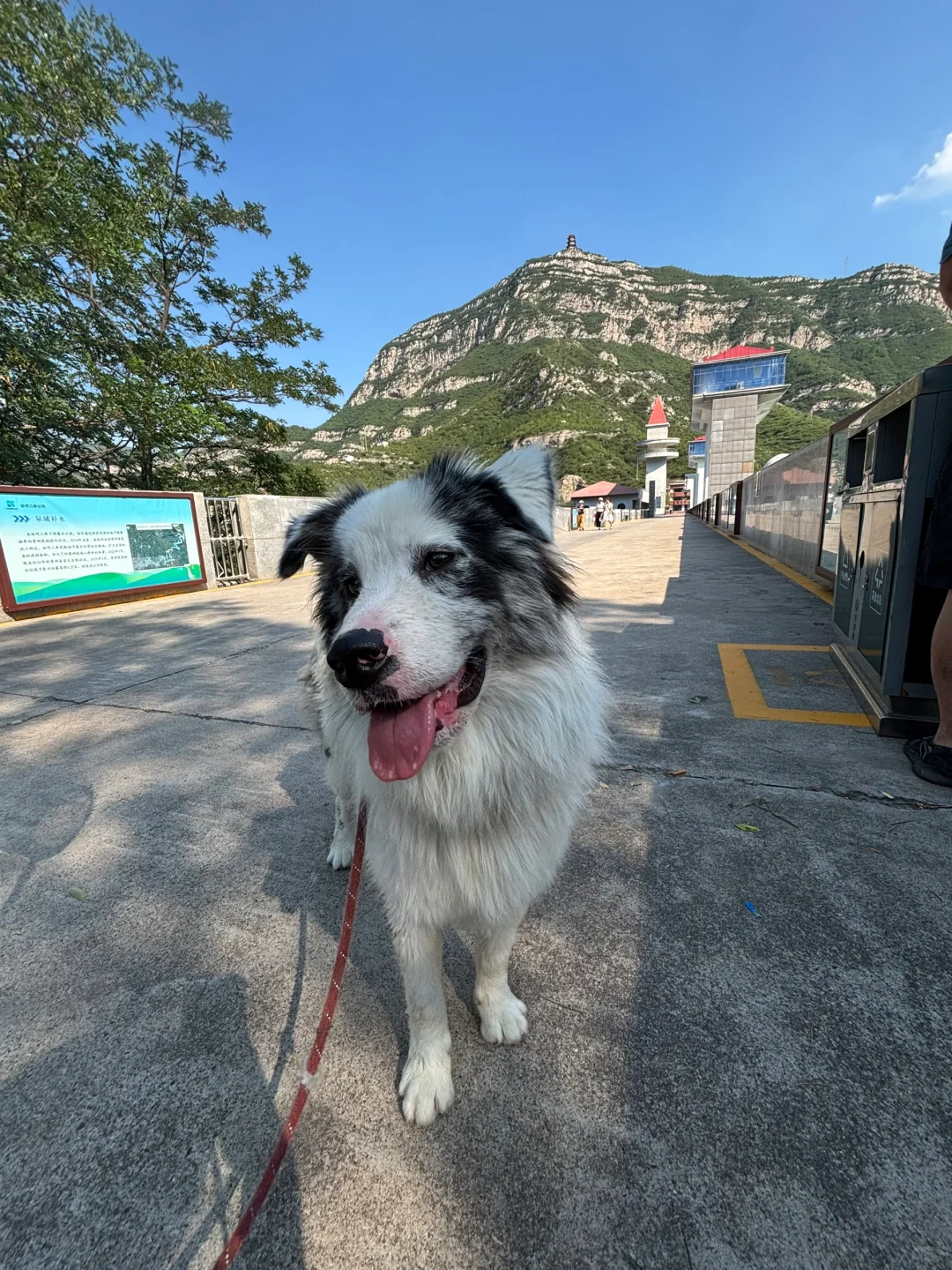 开车带娃和狗狗去玩水