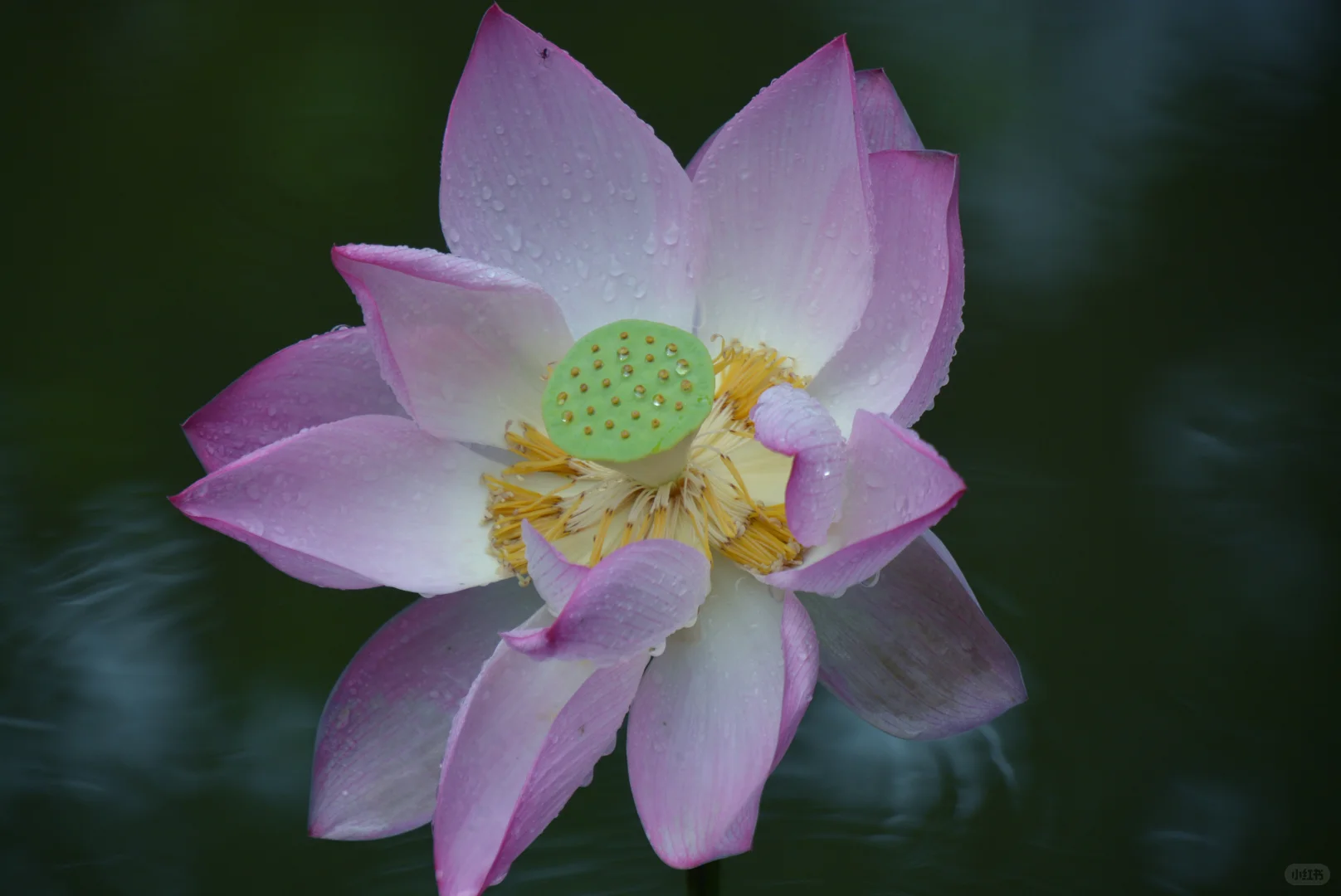 走在细雨南科里