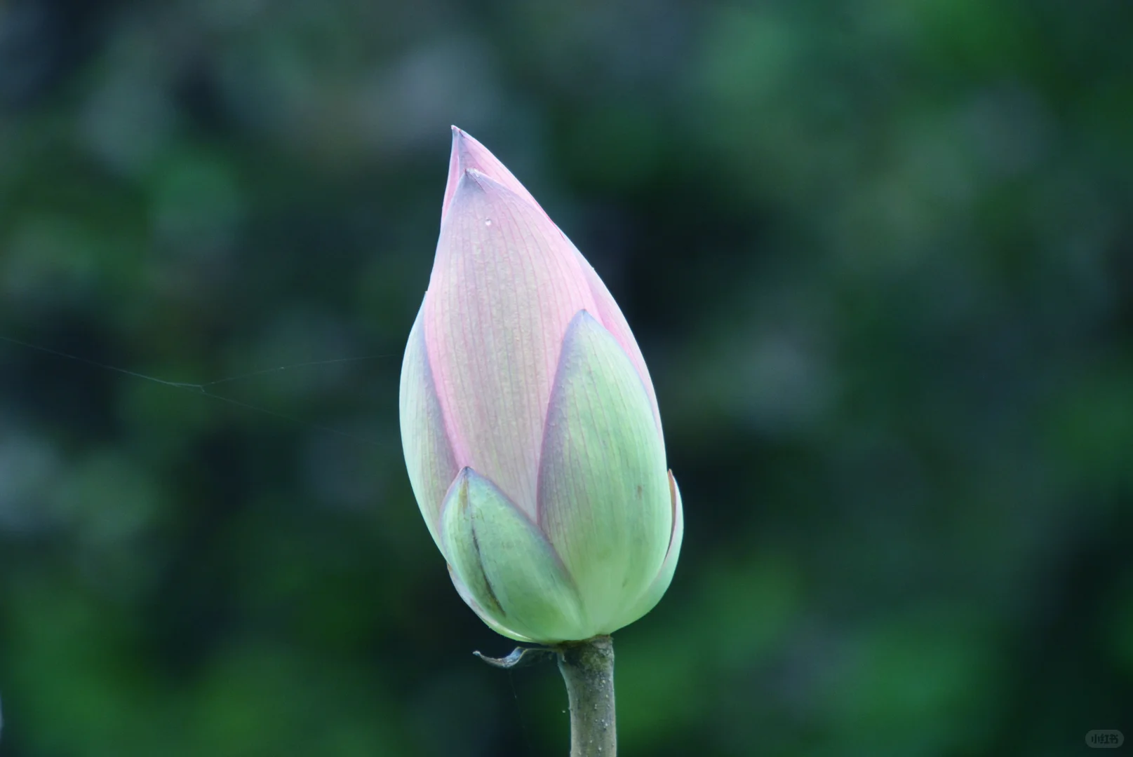 走在细雨南科里
