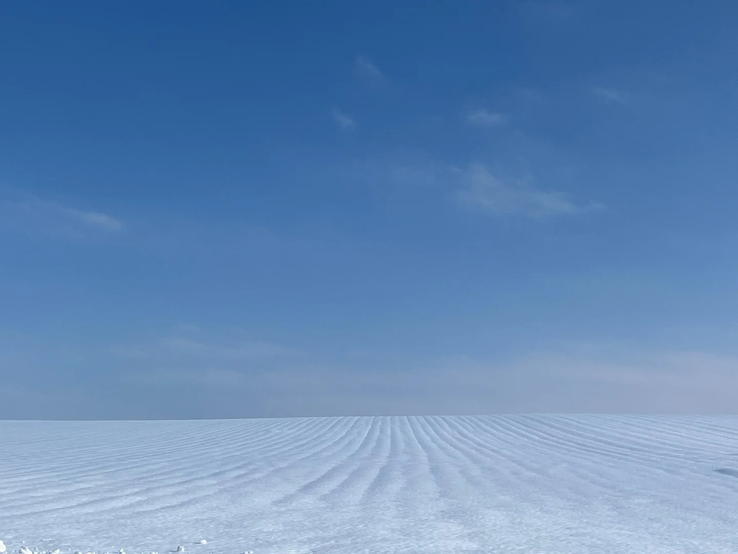 记忆带我来到了美瑛“孤独的树”🌲