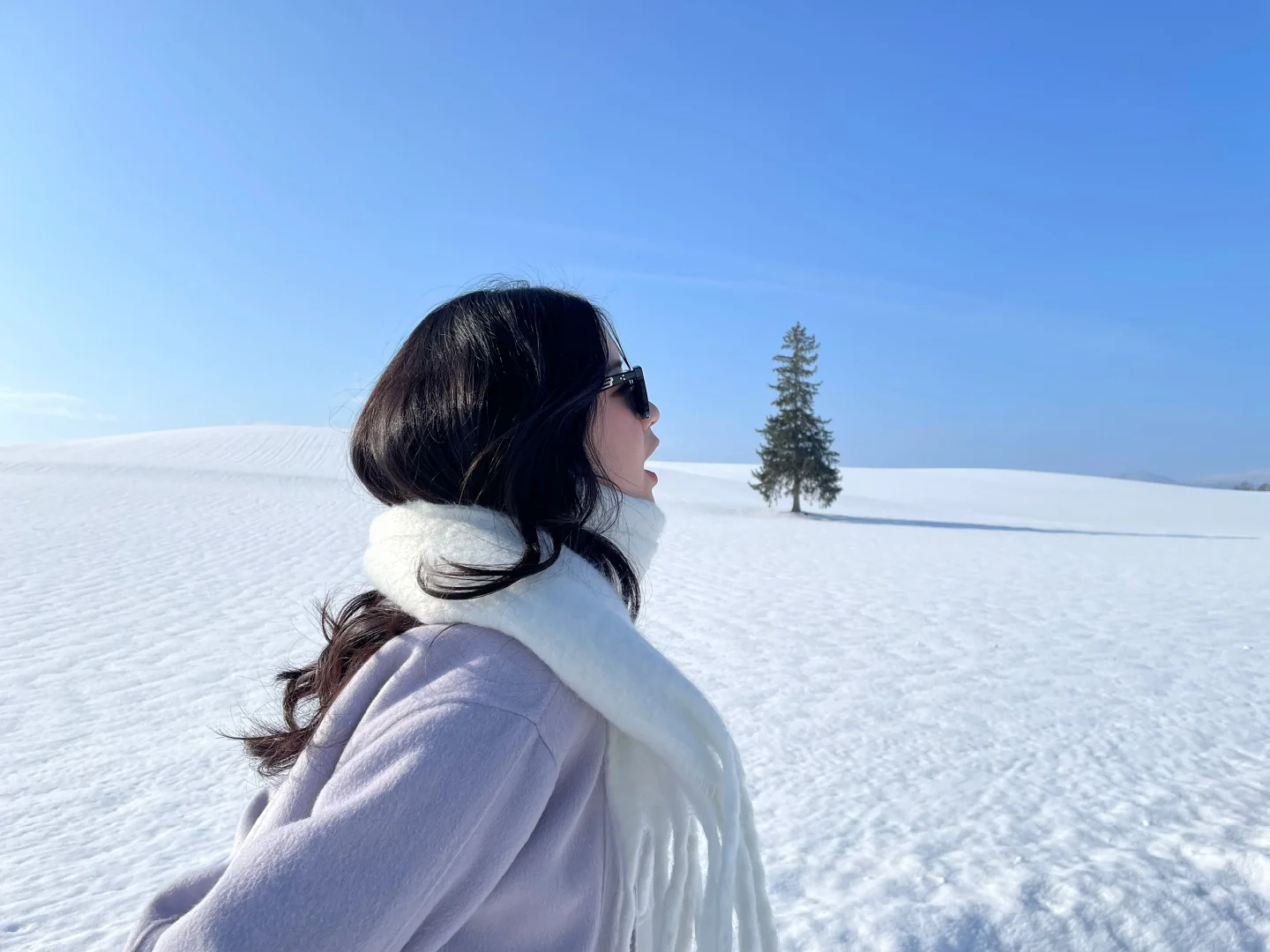 记忆带我来到了美瑛“孤独的树”🌲