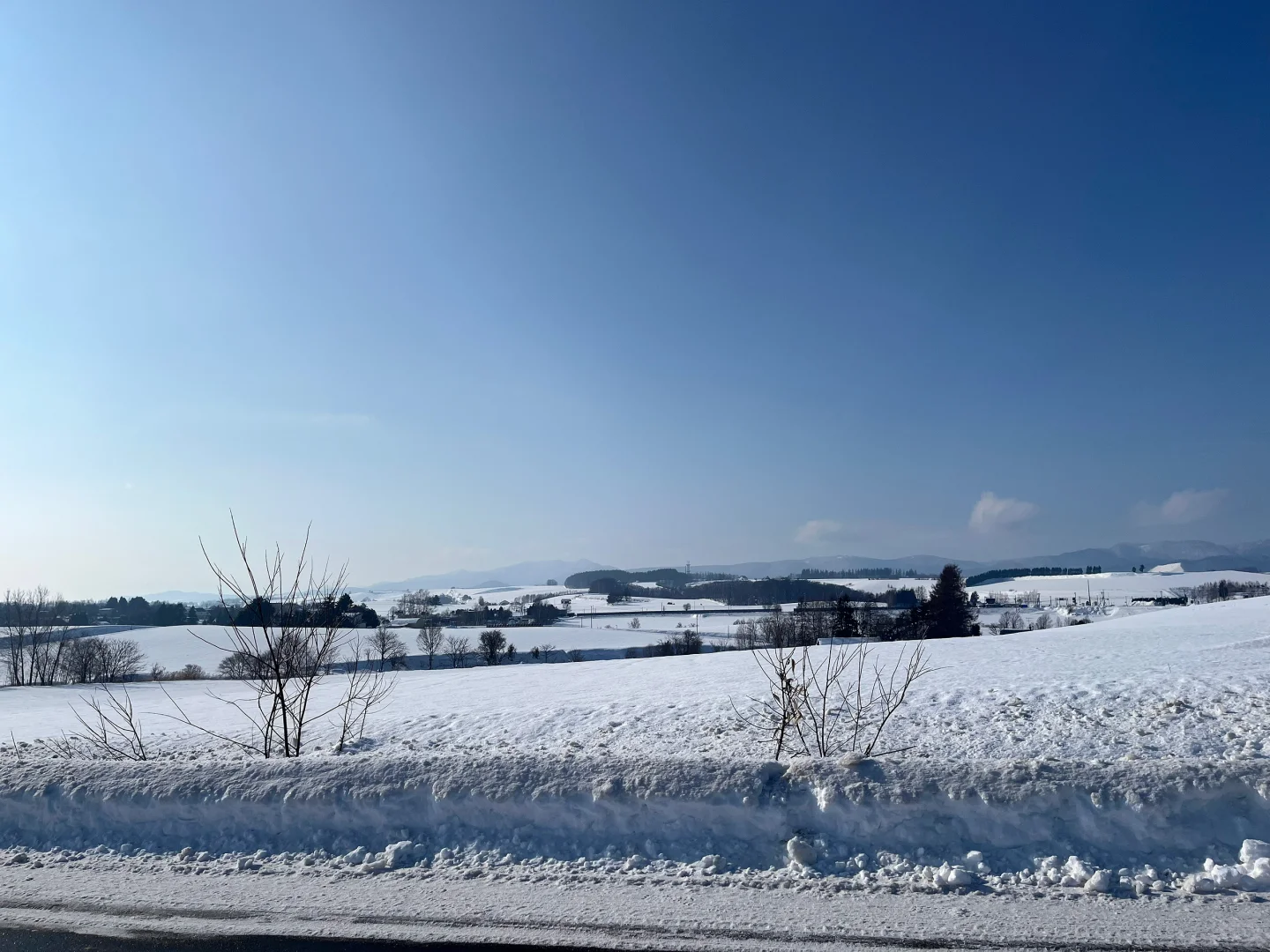 记忆带我来到了美瑛“孤独的树”🌲
