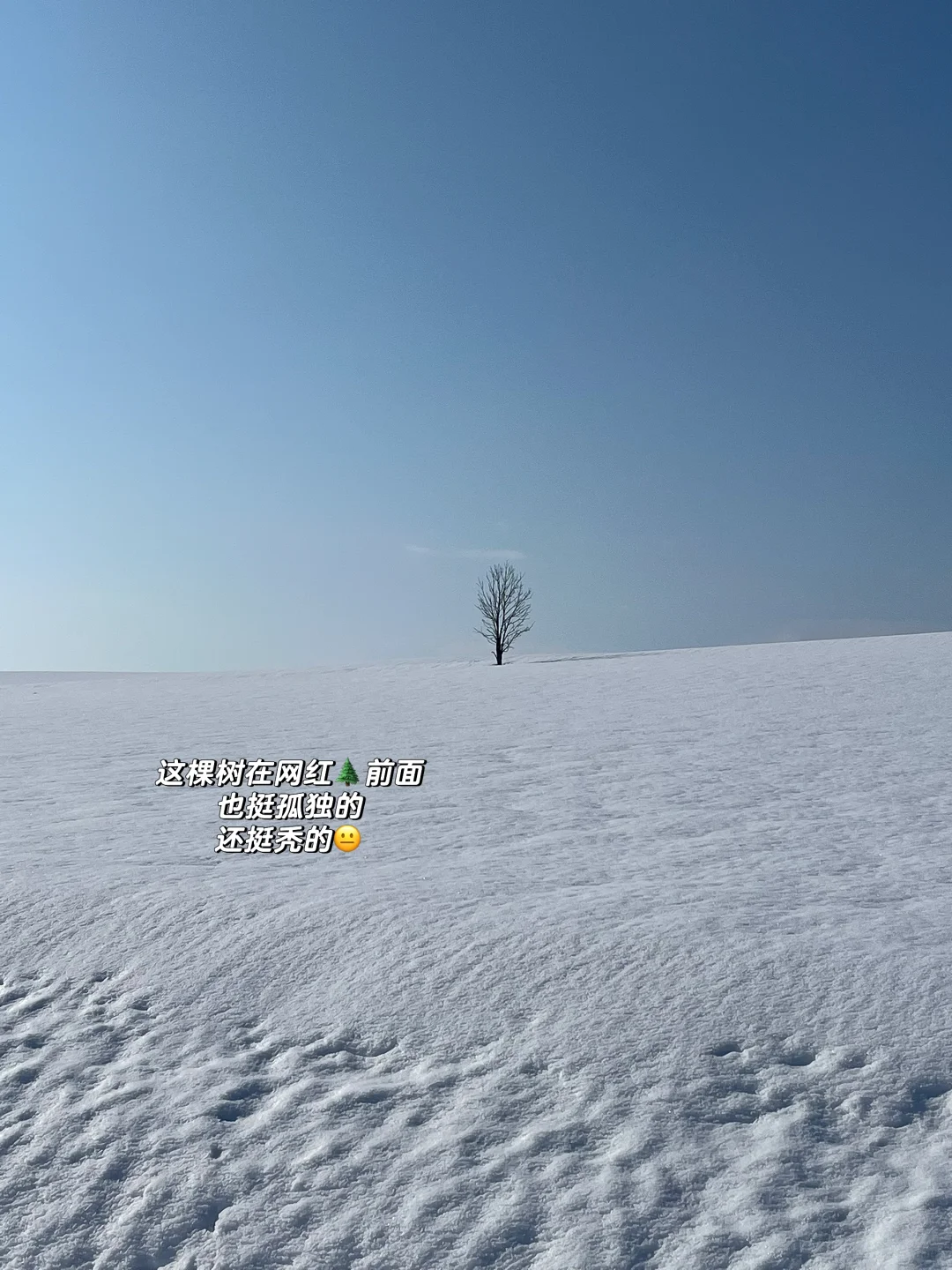 记忆带我来到了美瑛“孤独的树”🌲