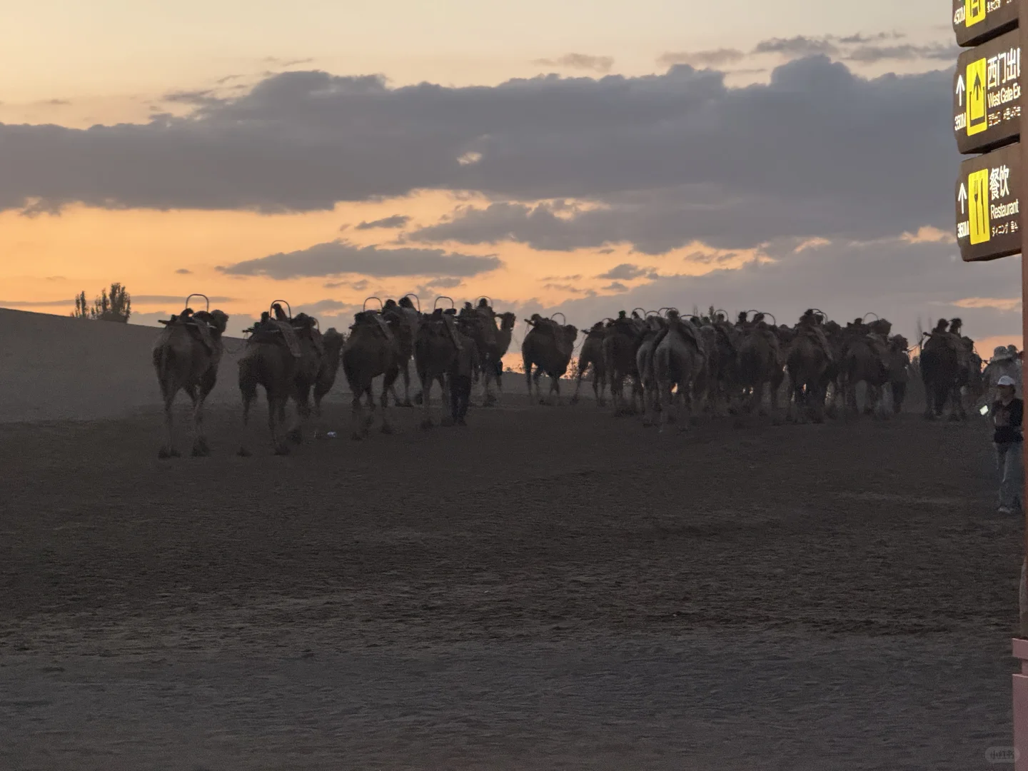 青甘🚗｜反向自驾 Day ❹
