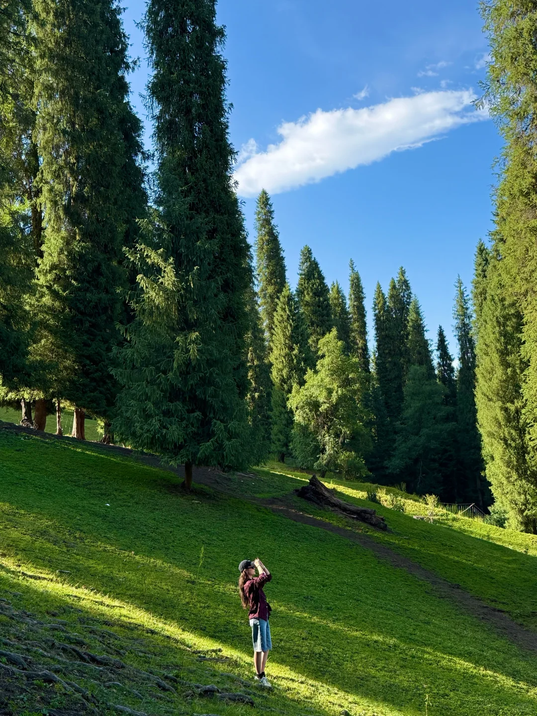 人生live！新疆的夏天真的是人间理想🌲🐑🐂