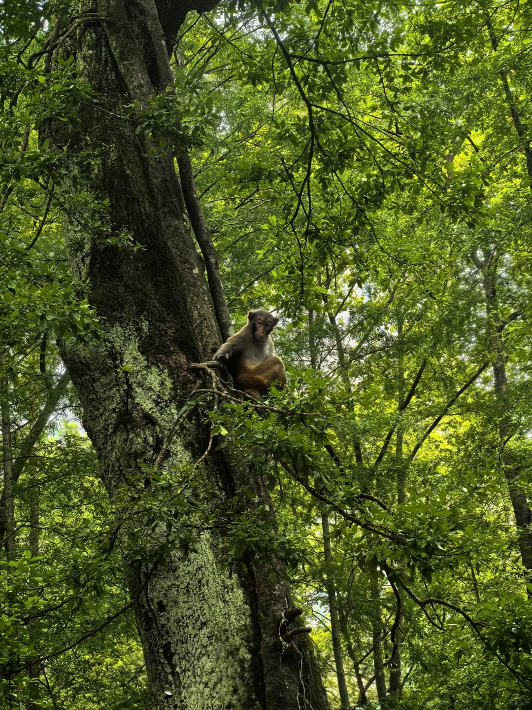 999节天阶！越过的人生尽是坦途✨