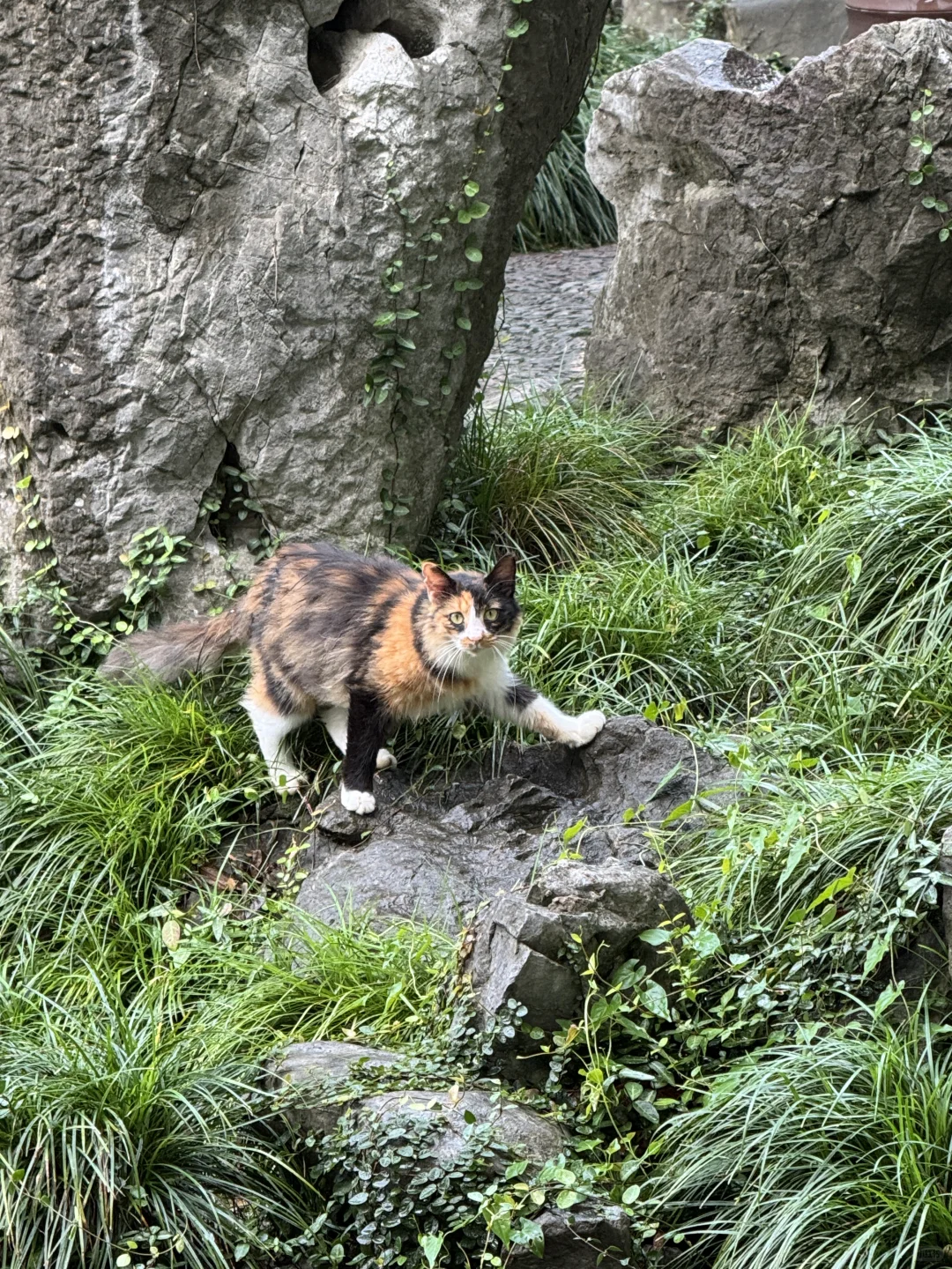 总会选择带朋友去怡园