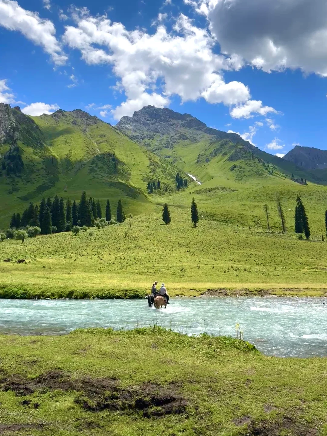 人生live！新疆的夏天真的是人间理想🌲🐑🐂