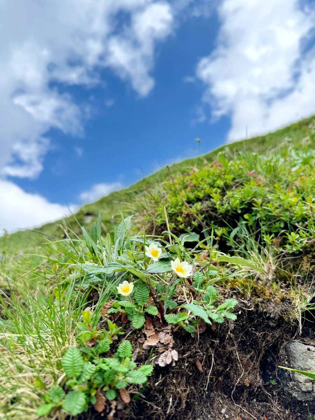 长白山西坡天池实况💥超详细攻略