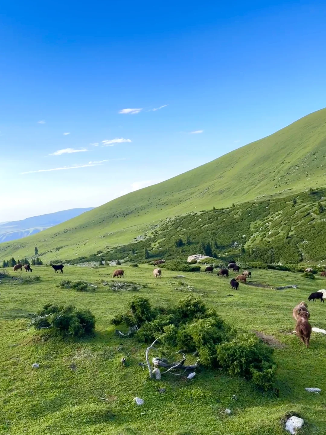 人生live！新疆的夏天真的是人间理想🌲🐑🐂