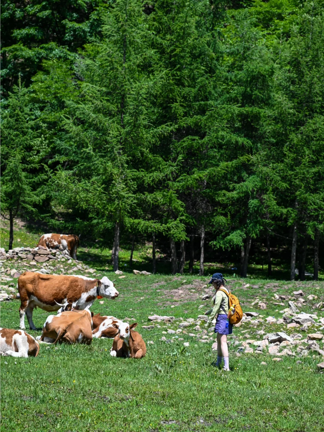 河北也有“小伊犁”？