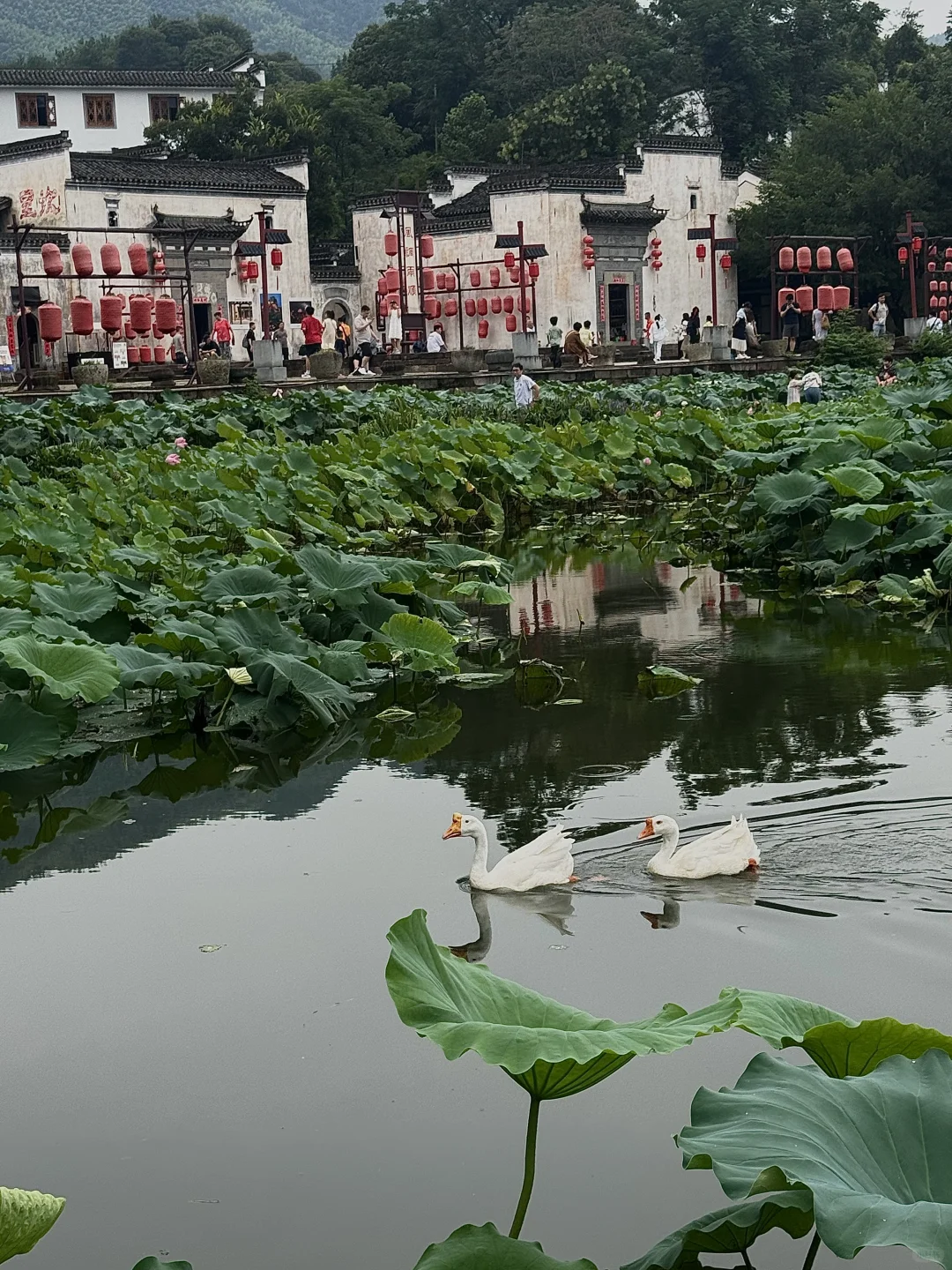 超美皖南 游呈坎一生无坎 太出片啦