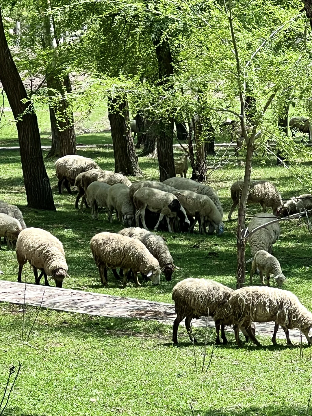 骑马爬树翻栅栏这才是承德该玩的！太松弛了！