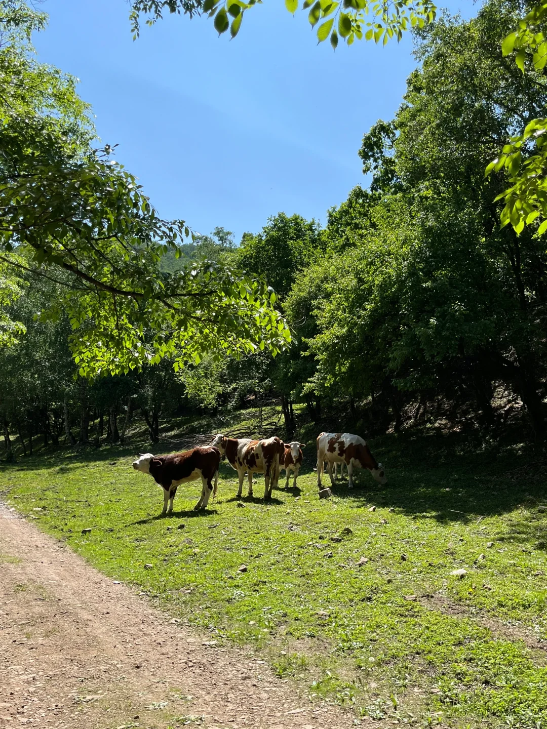 河北也有“小伊犁”？