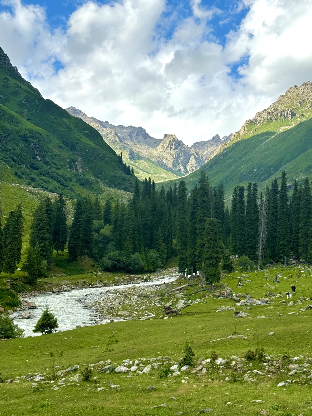人生live！新疆的夏天真的是人间理想🌲🐑🐂