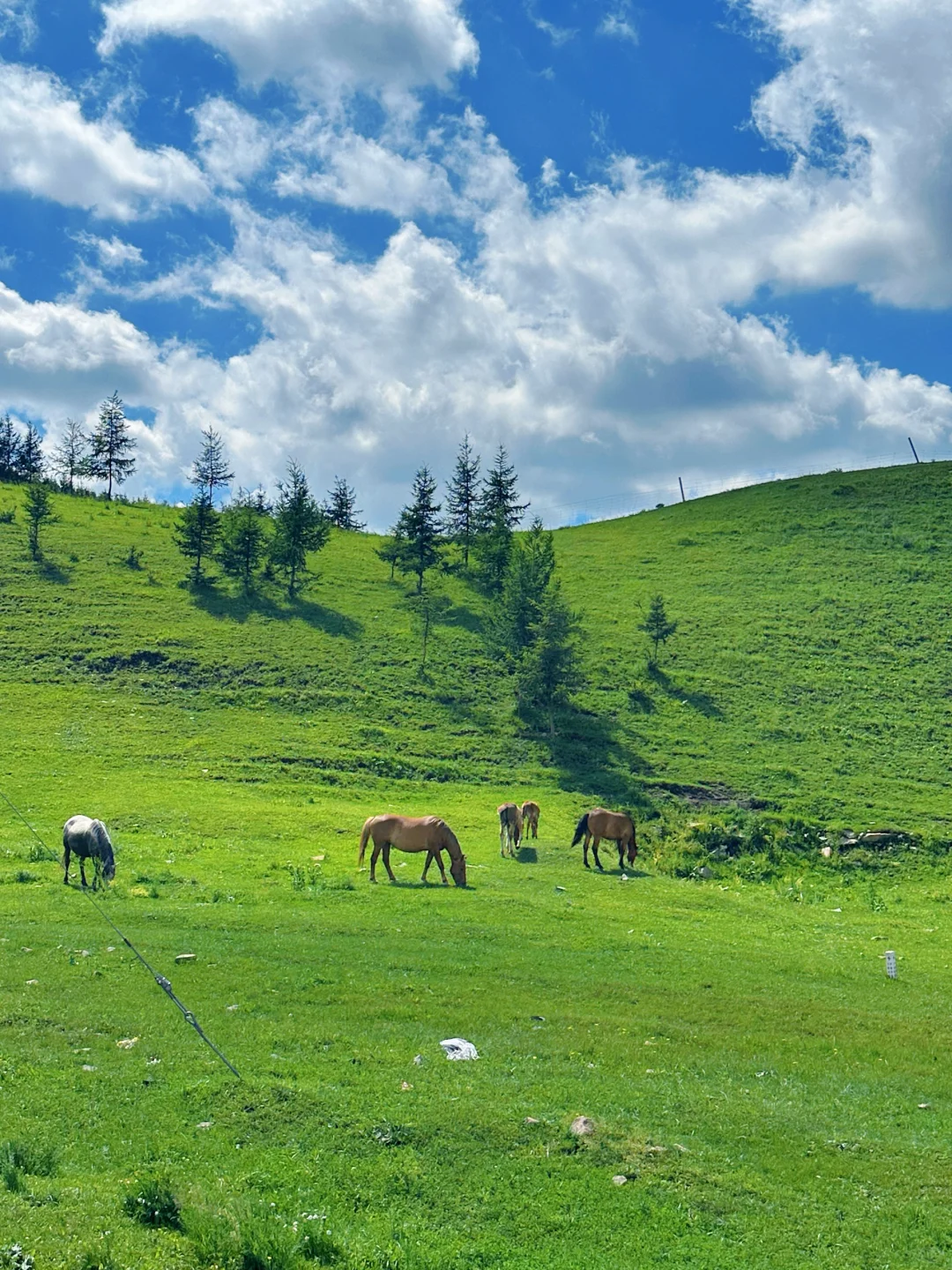 坝上草原➕马镇