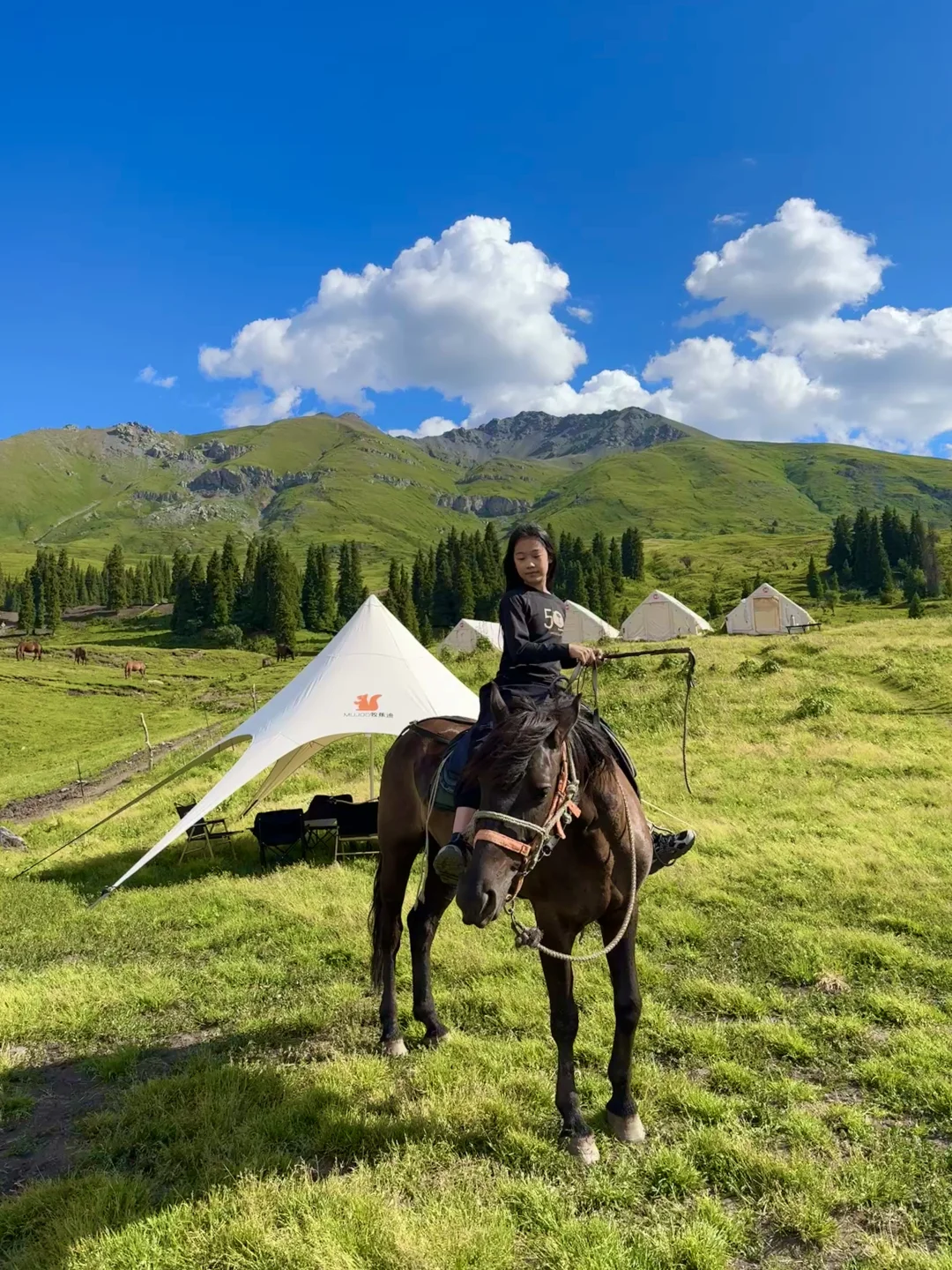 人生live！新疆的夏天真的是人间理想🌲🐑🐂