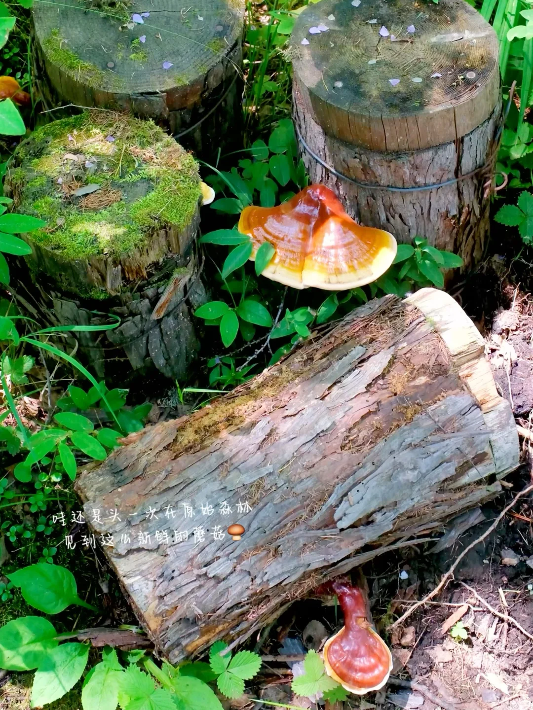 live图我宣布，这是国内最值得的避暑旅行地