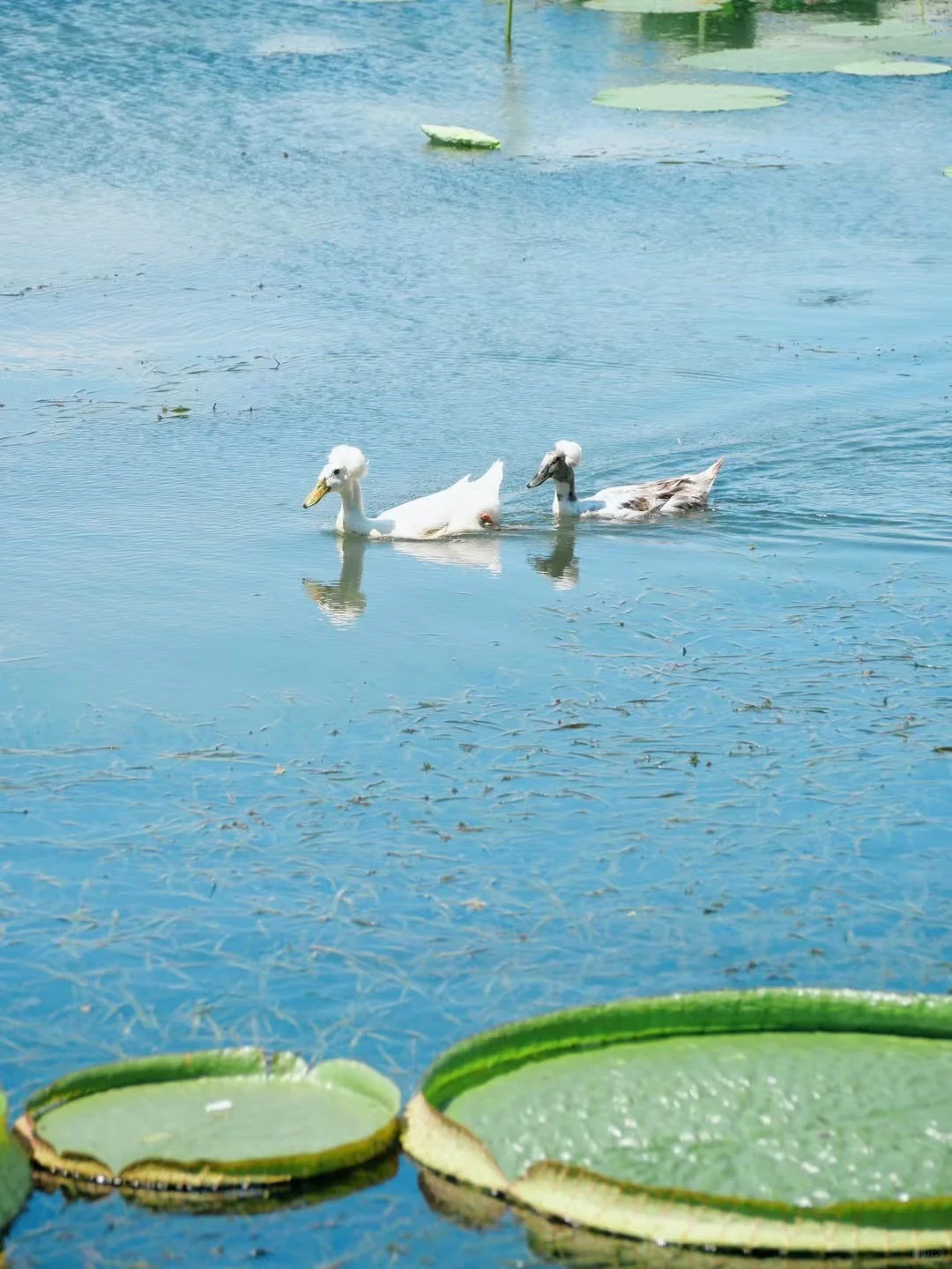 对自己的暑假南京游攻略满意到睡不着（J人版