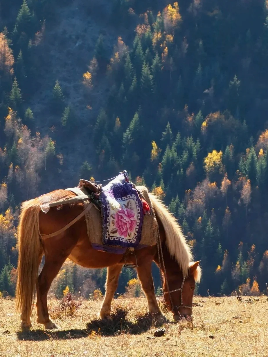 川西3日旅游攻略➕四姑娘山➕墨石➕鱼子西