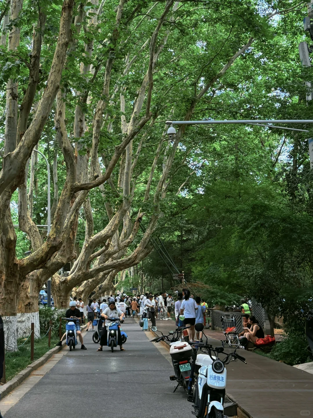 对自己的暑假南京游攻略满意到睡不着（J人版